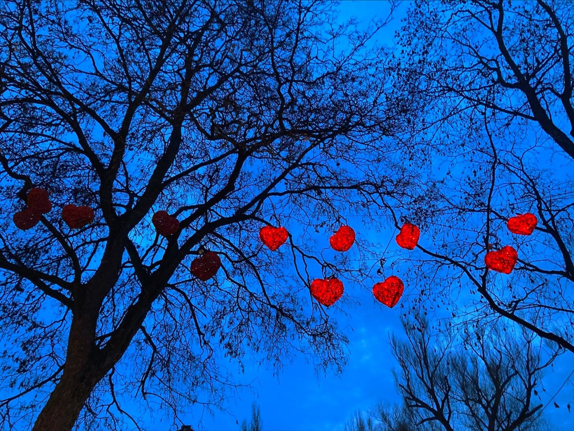heart shaped lights hanging in tree