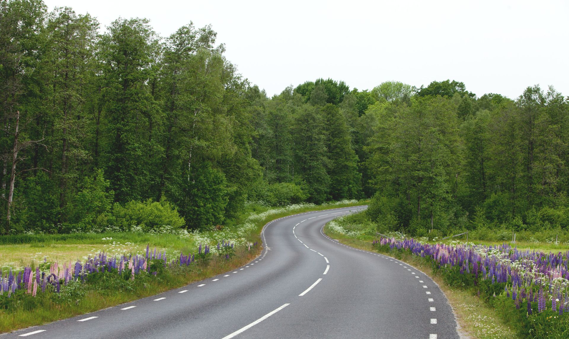 Swedish road with flowers and green tall trees on the side