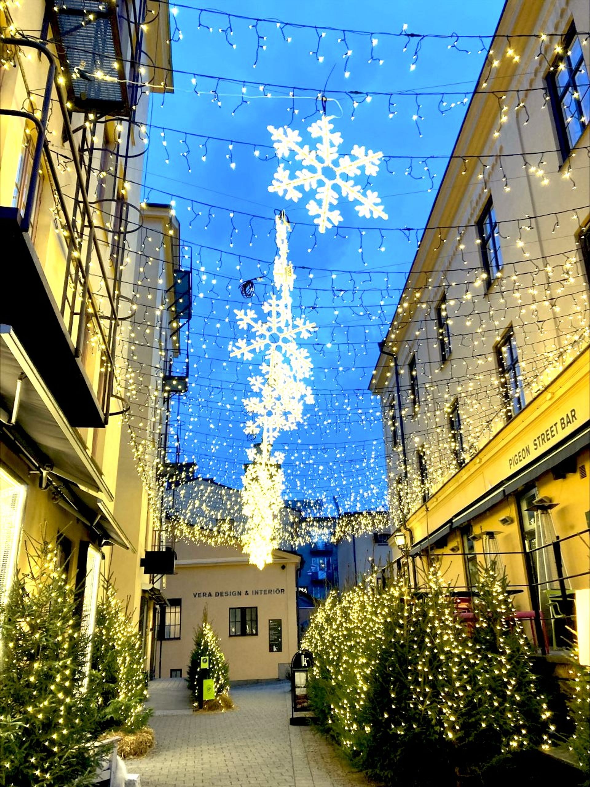 picture of christmas trees and lights