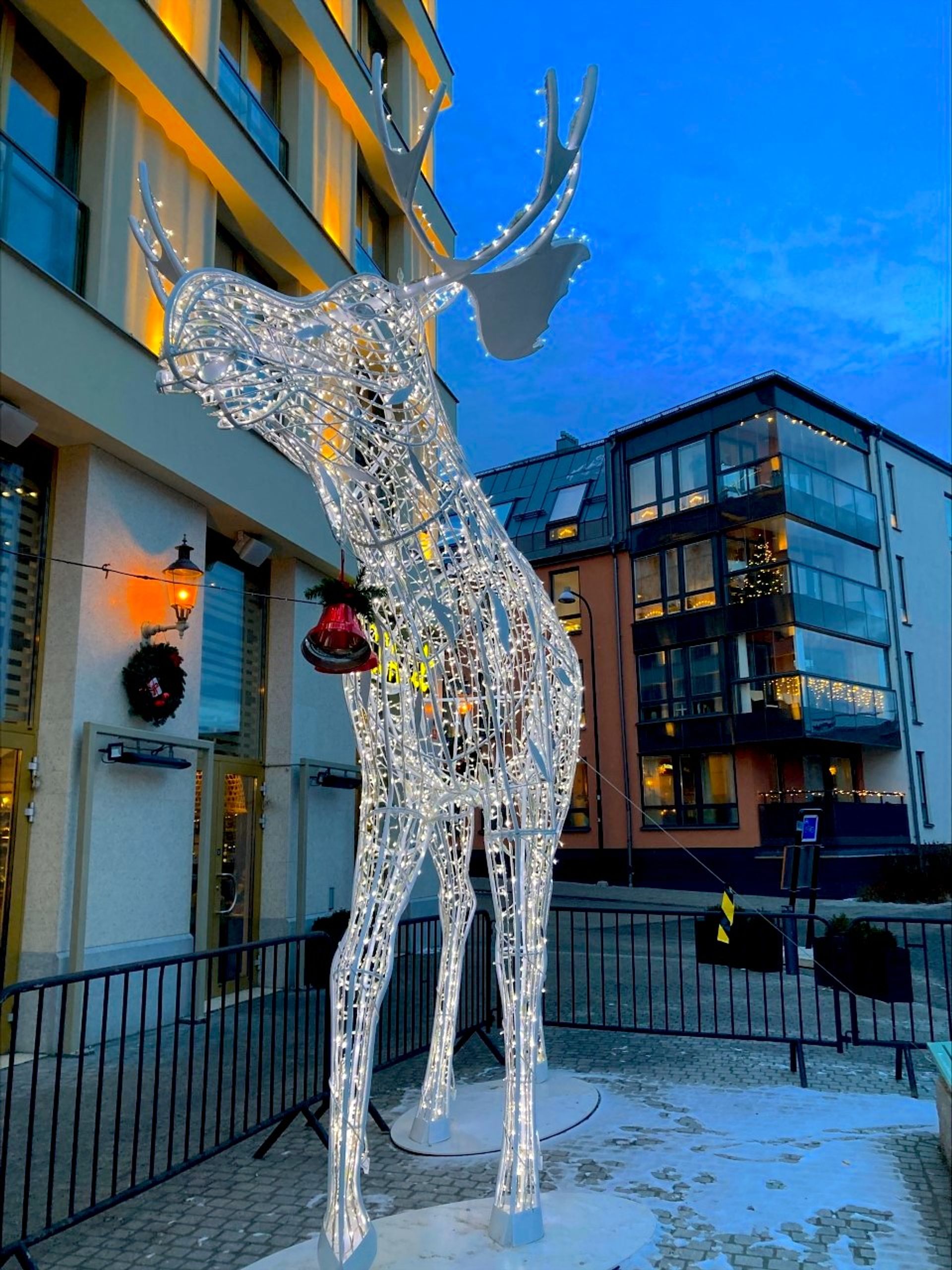 photo of illuminated moose