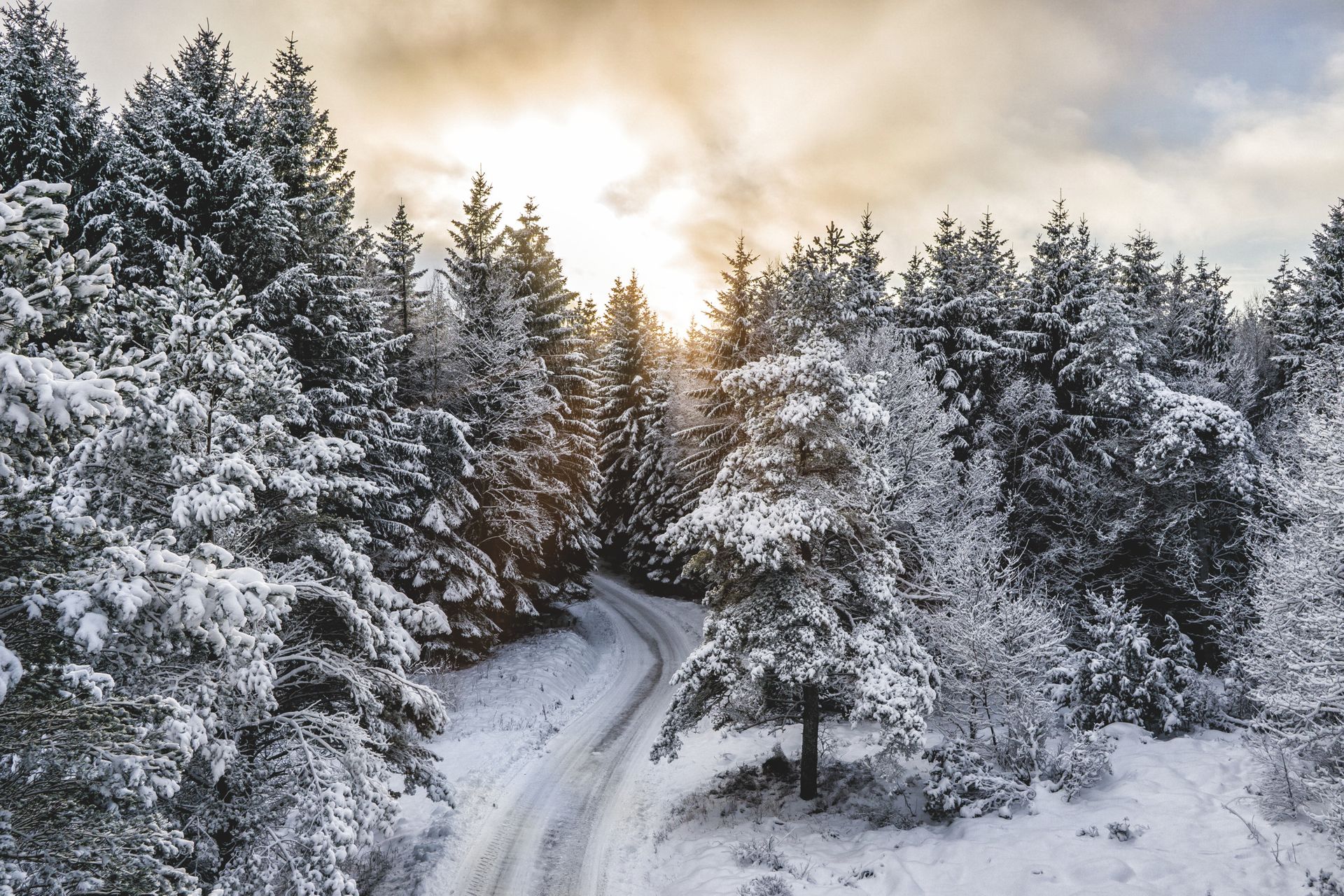 An image of a winterforest with a lot of snow on the trees, and a snowy road in the middle