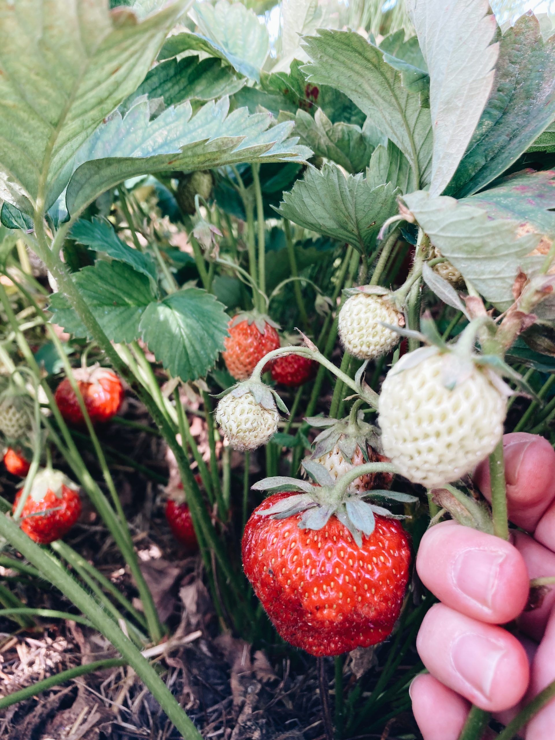 Photo of strawberries