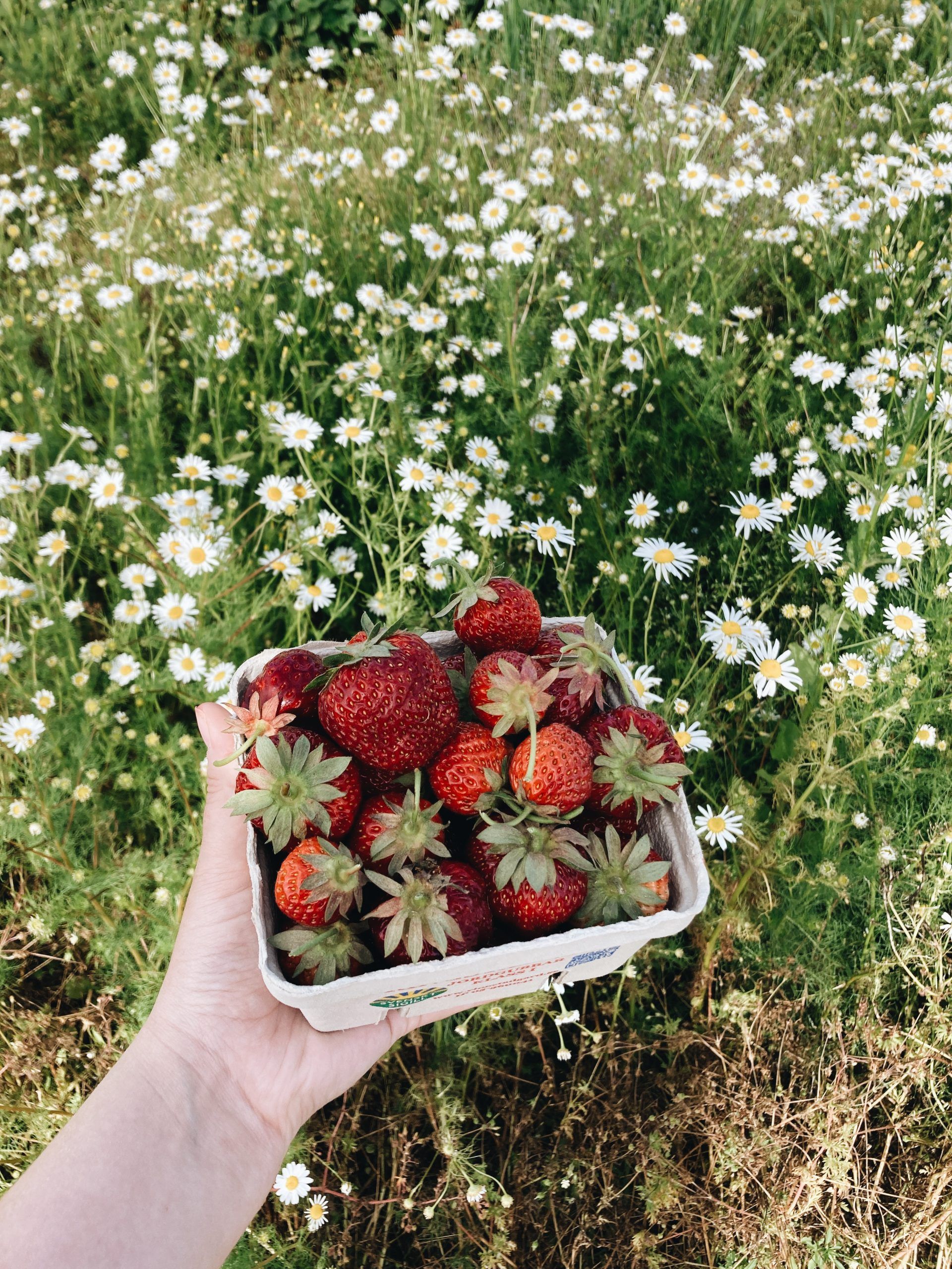 photo of person holding strawberries