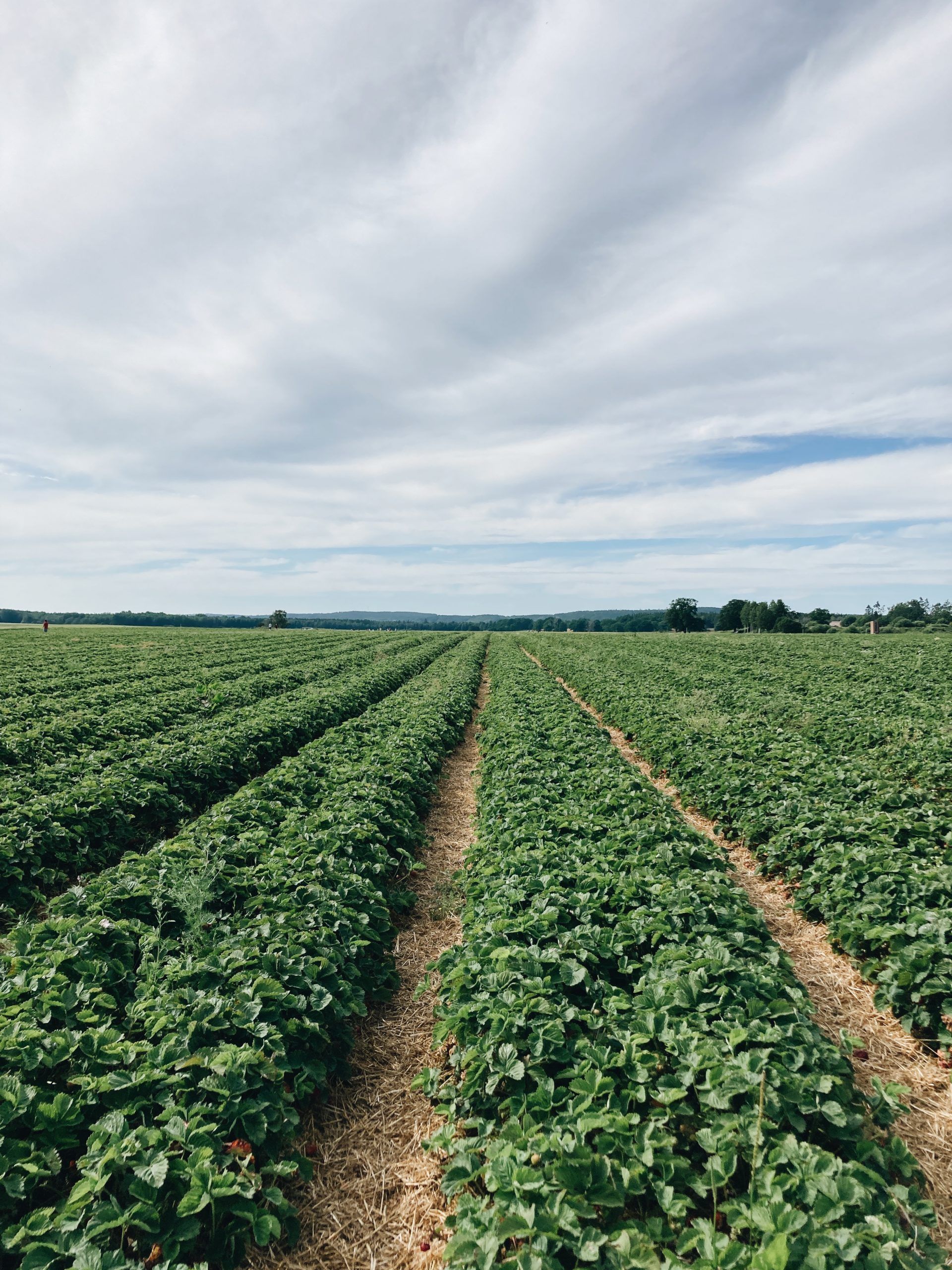 photo of strawberry field