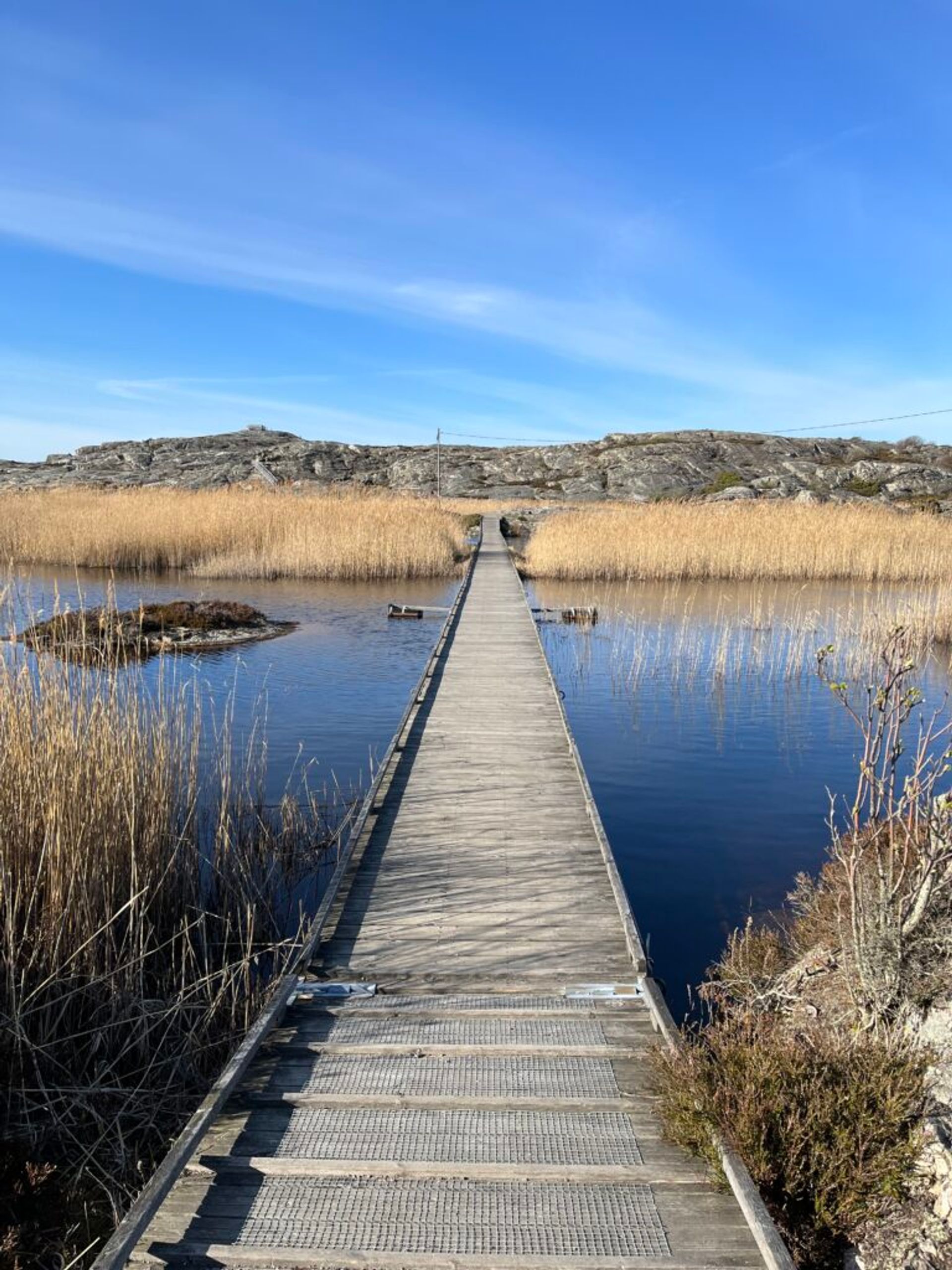 Scenic wooden bridge traversing a waterway bordered by seaside reeds.