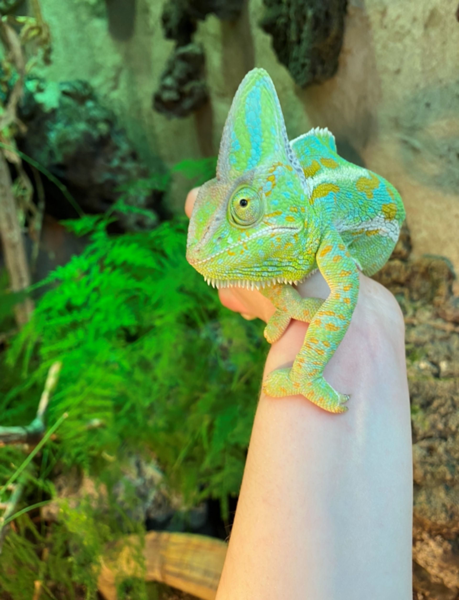 Chameleon on a hand