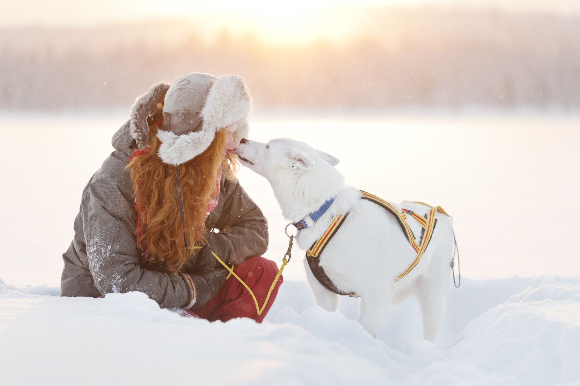 Sleddog kiss