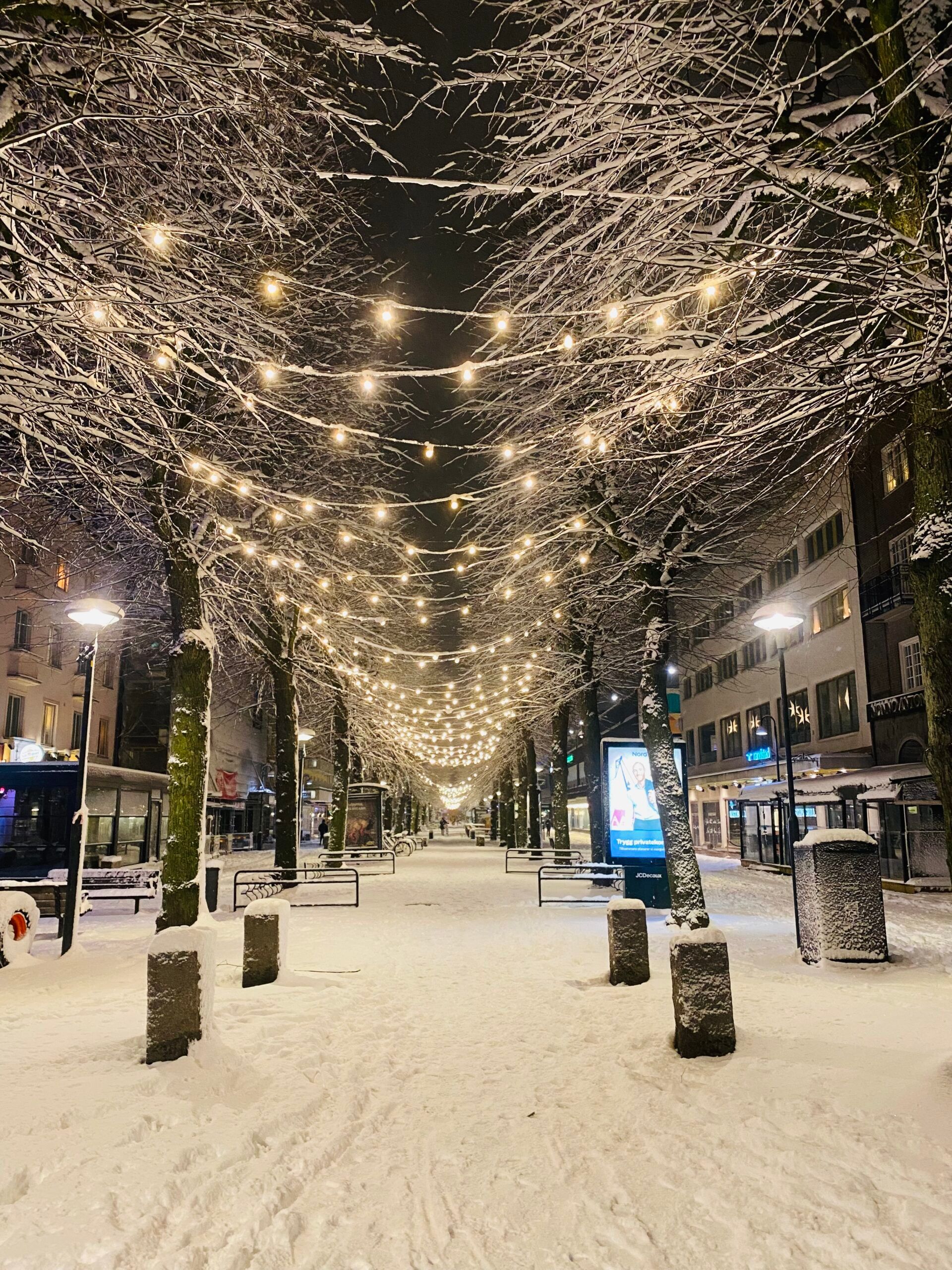 An urban pedestrian path lined with frosty trees and Christmas lights.