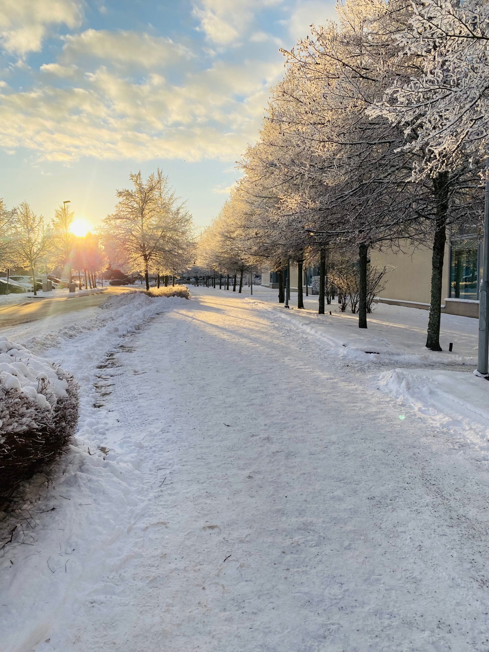 A sunrise on a snow-covered path flanked by frosty trees.