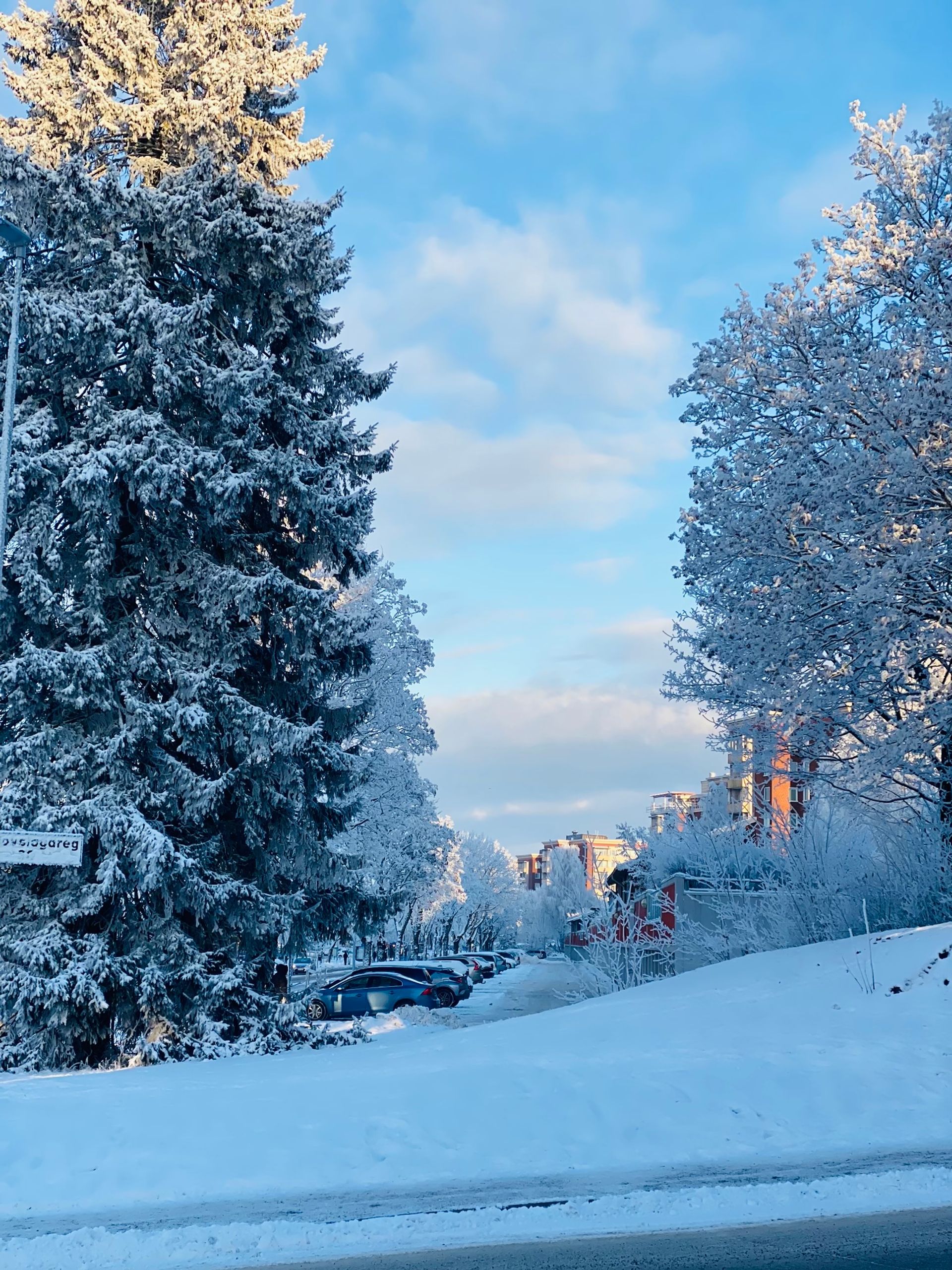 Snow-covered trees stand against a backdrop of buildings and a parking lot.