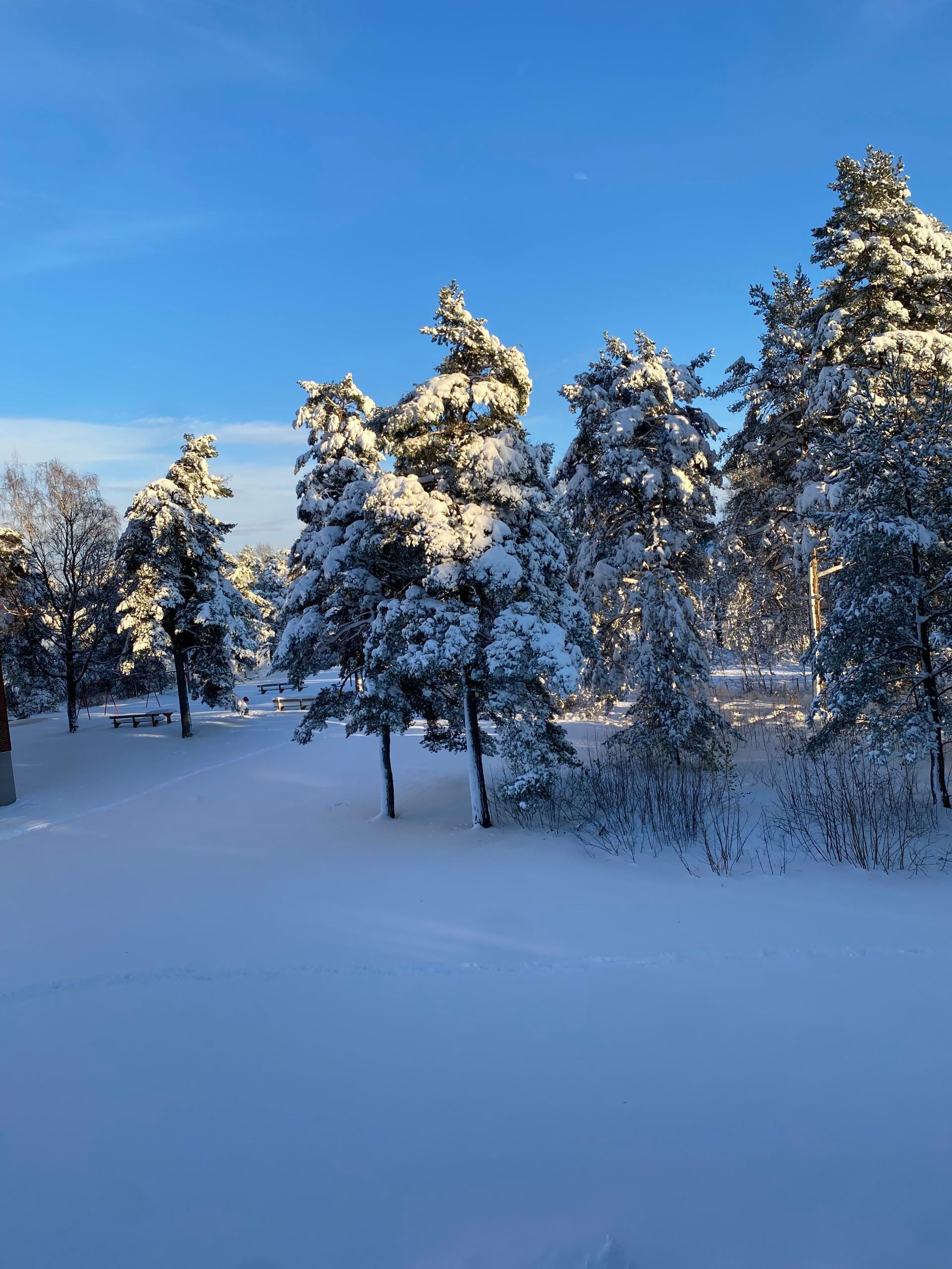 Snow-covered trees under a clear blue sky.