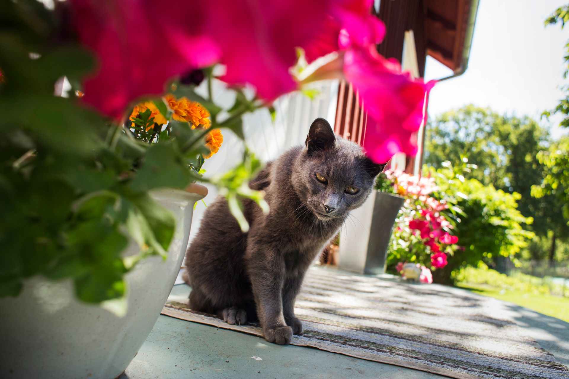 A sleek grey cat sits on the steps of a house with flowers in the foreground.