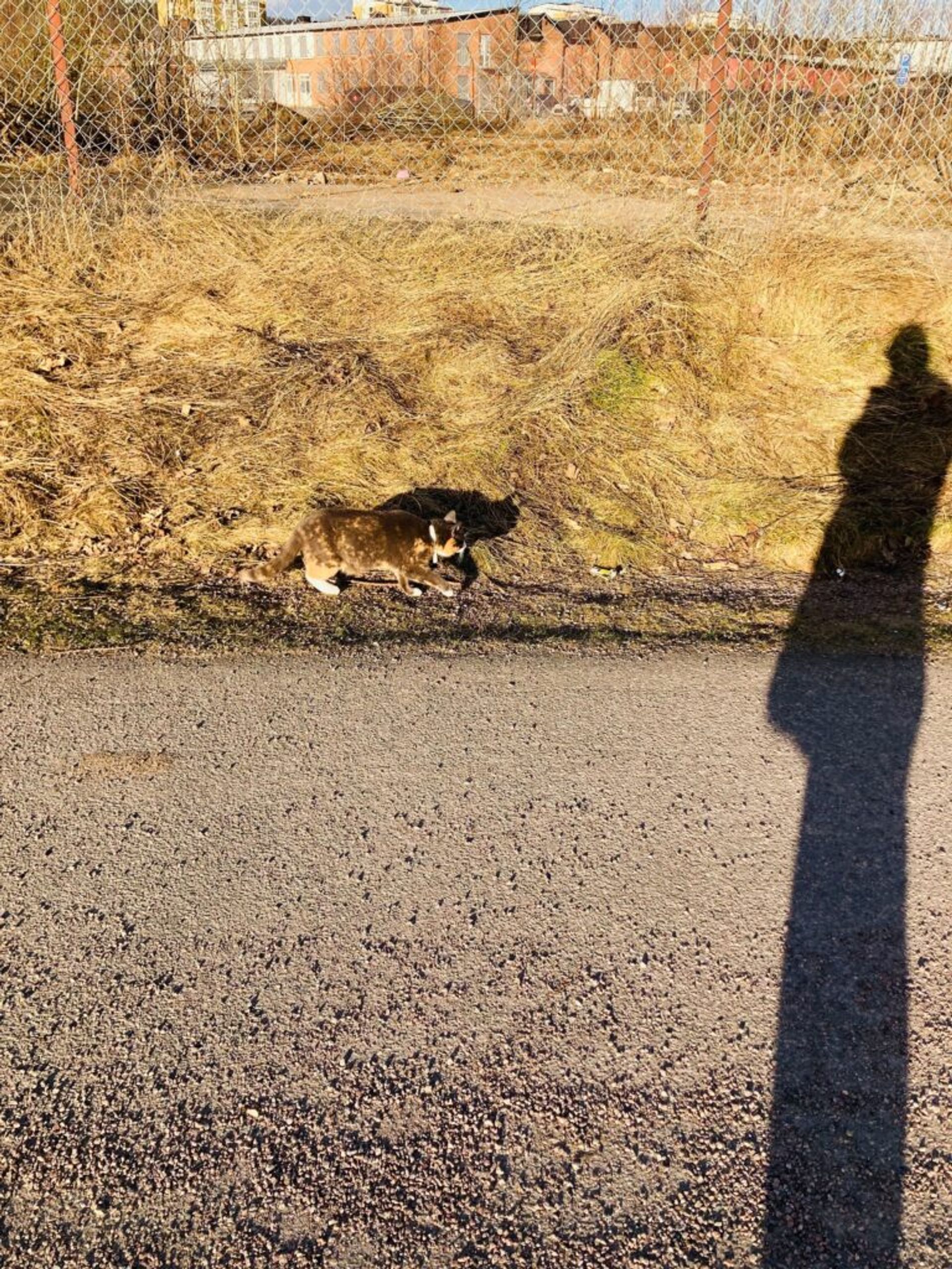 A spotted cat walks alongside a road.