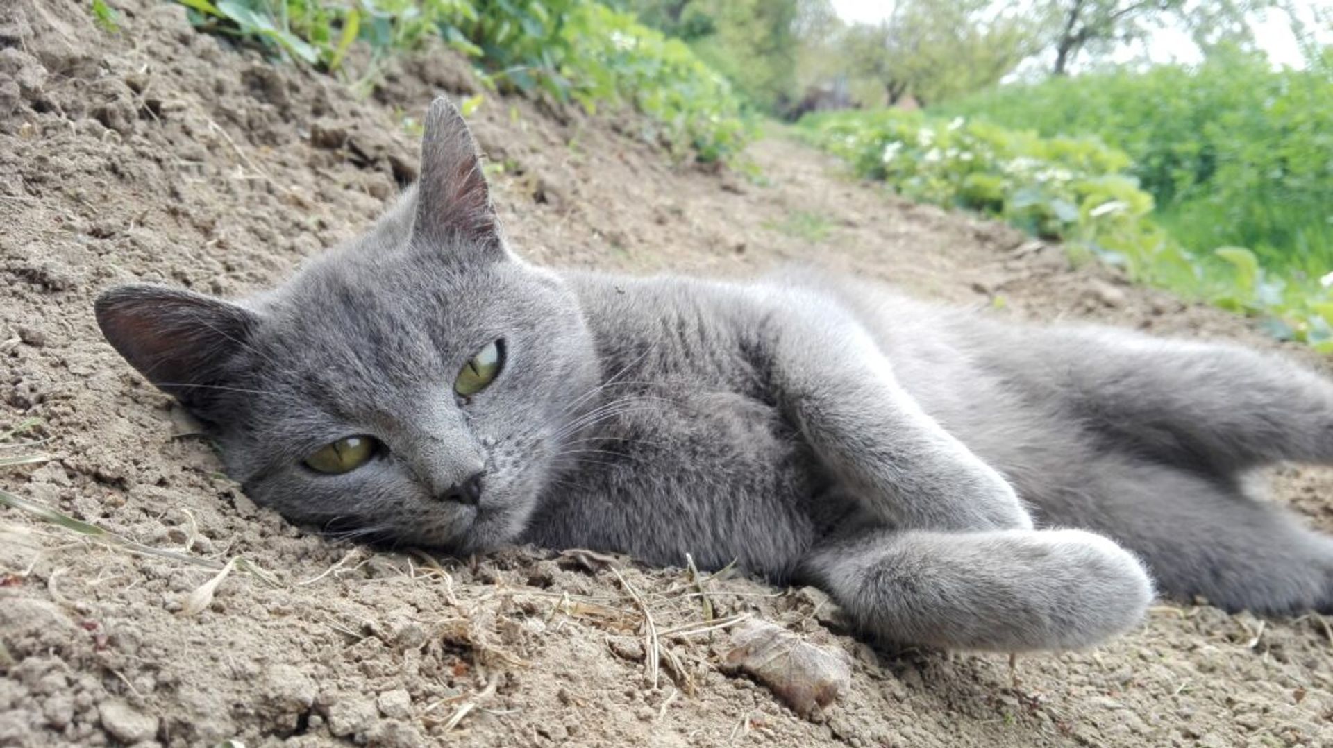 A serene grey cat gazes directly into the camera, nestled comfortably in the soil.