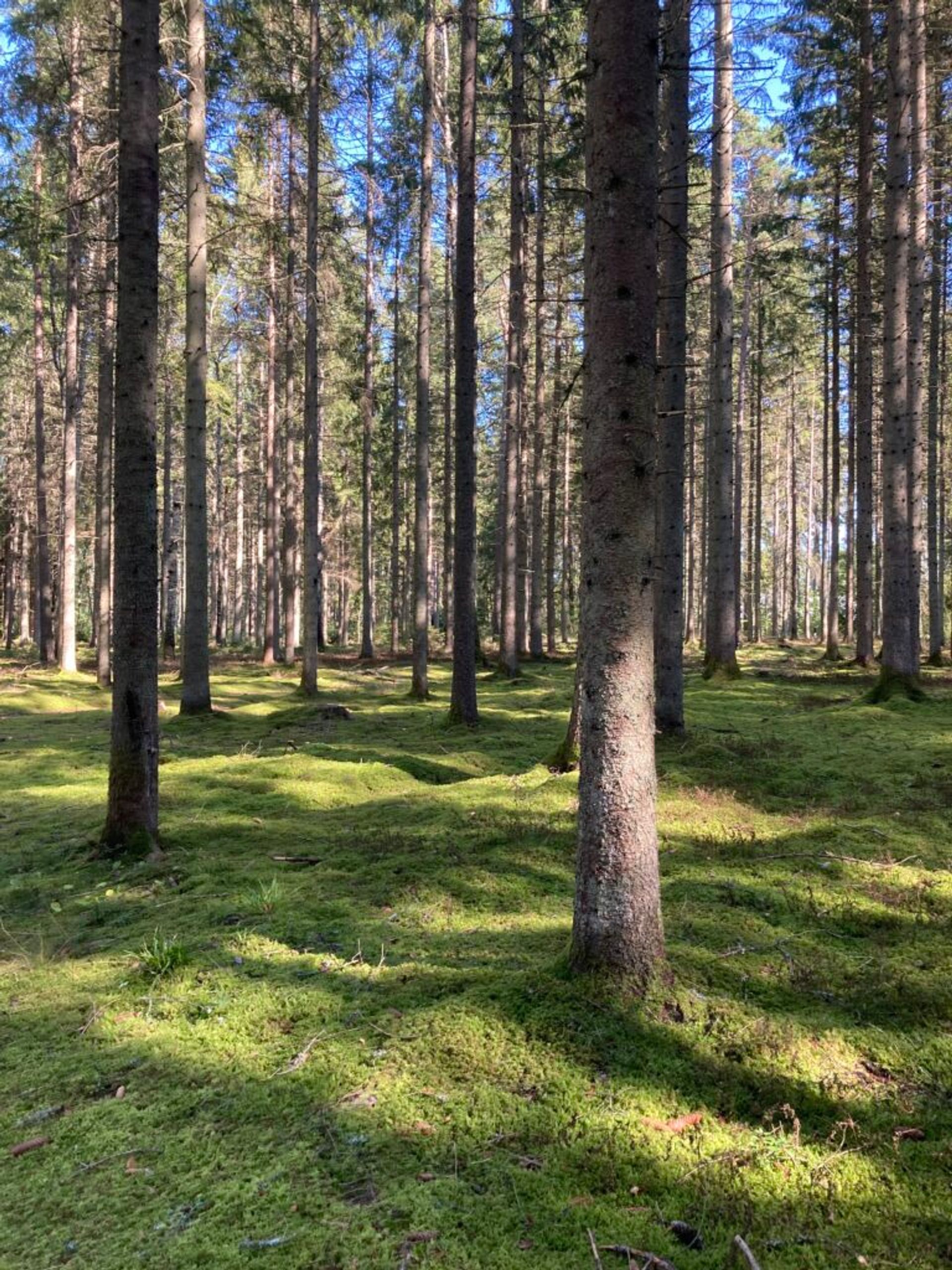 Sunlight filters through the tall pines of a moss-covered forest.