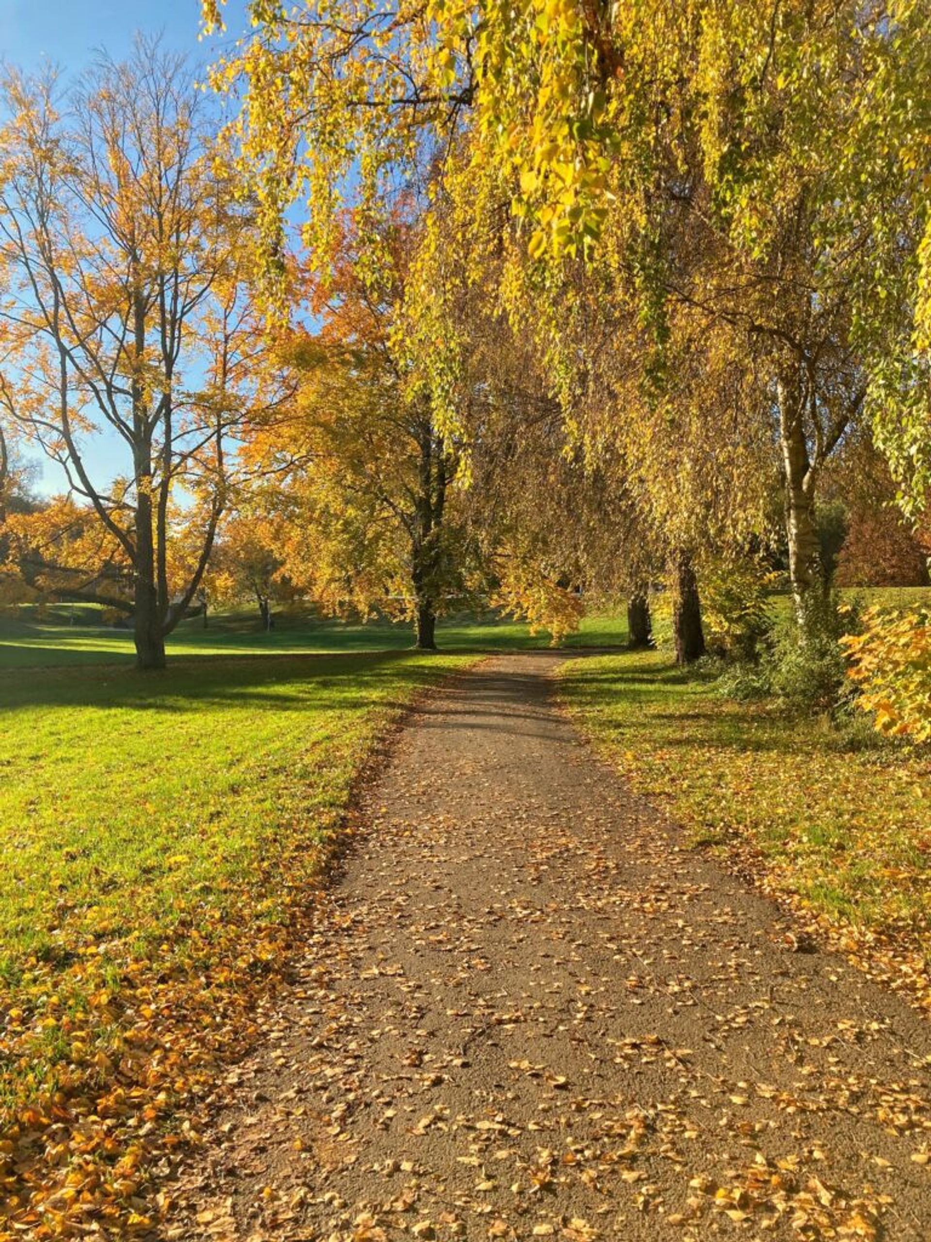 A autumn path strewn with golden leaves winds through a park.