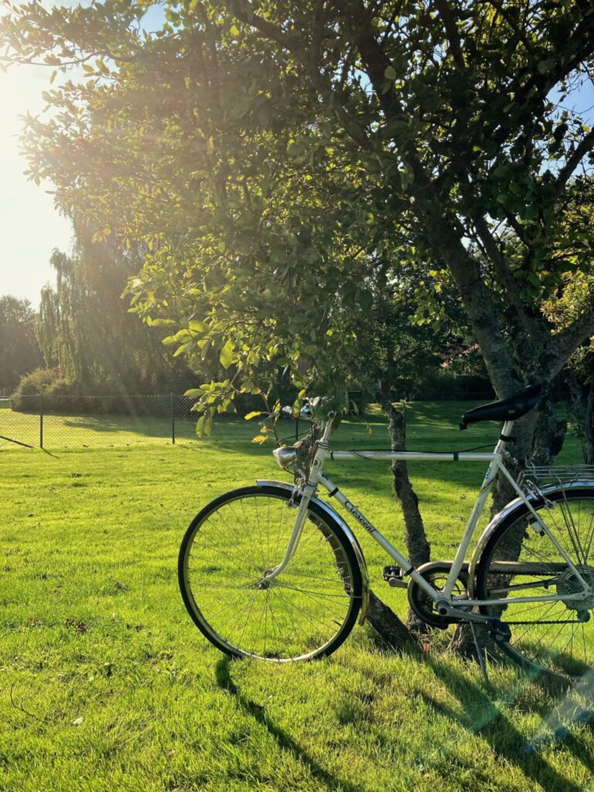 Bike under a tree