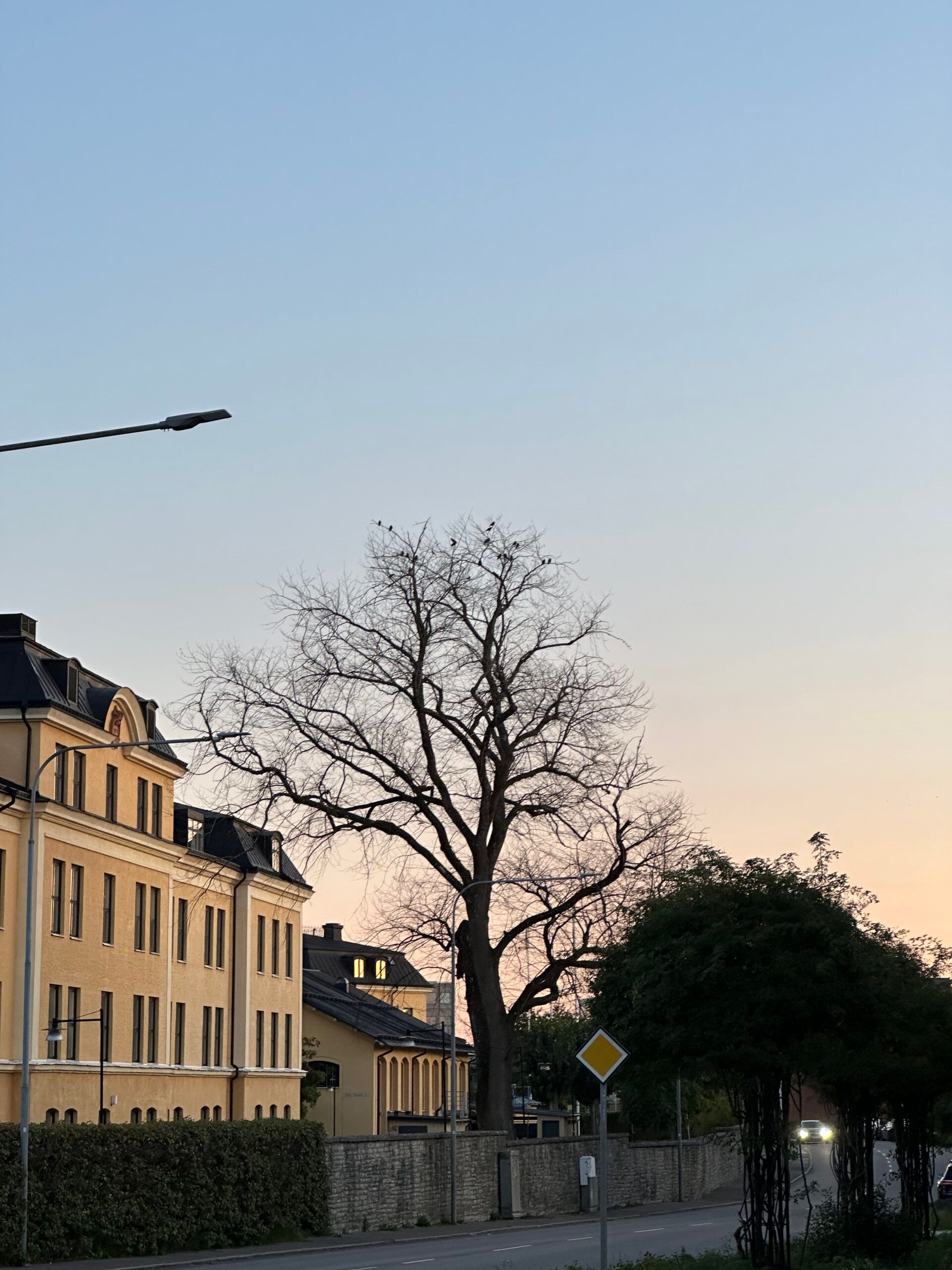 An outdoor shot of a tree and university building at sunset 