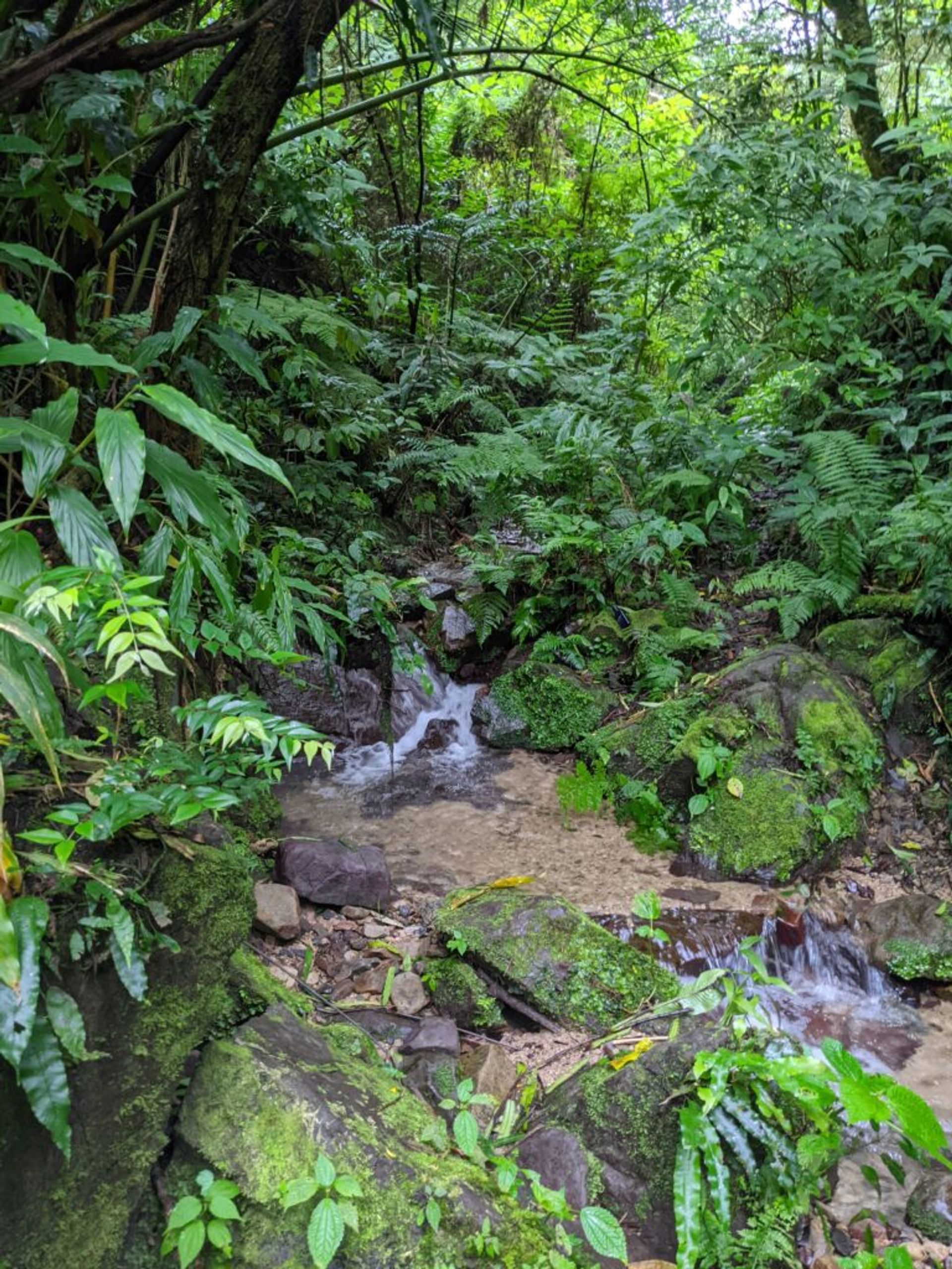 Photo of a stream at Holywell National Park in Jamaica. The stream is flowing down an incline with stones covered in moss. The water is clear and the surroundings are very green and lush.