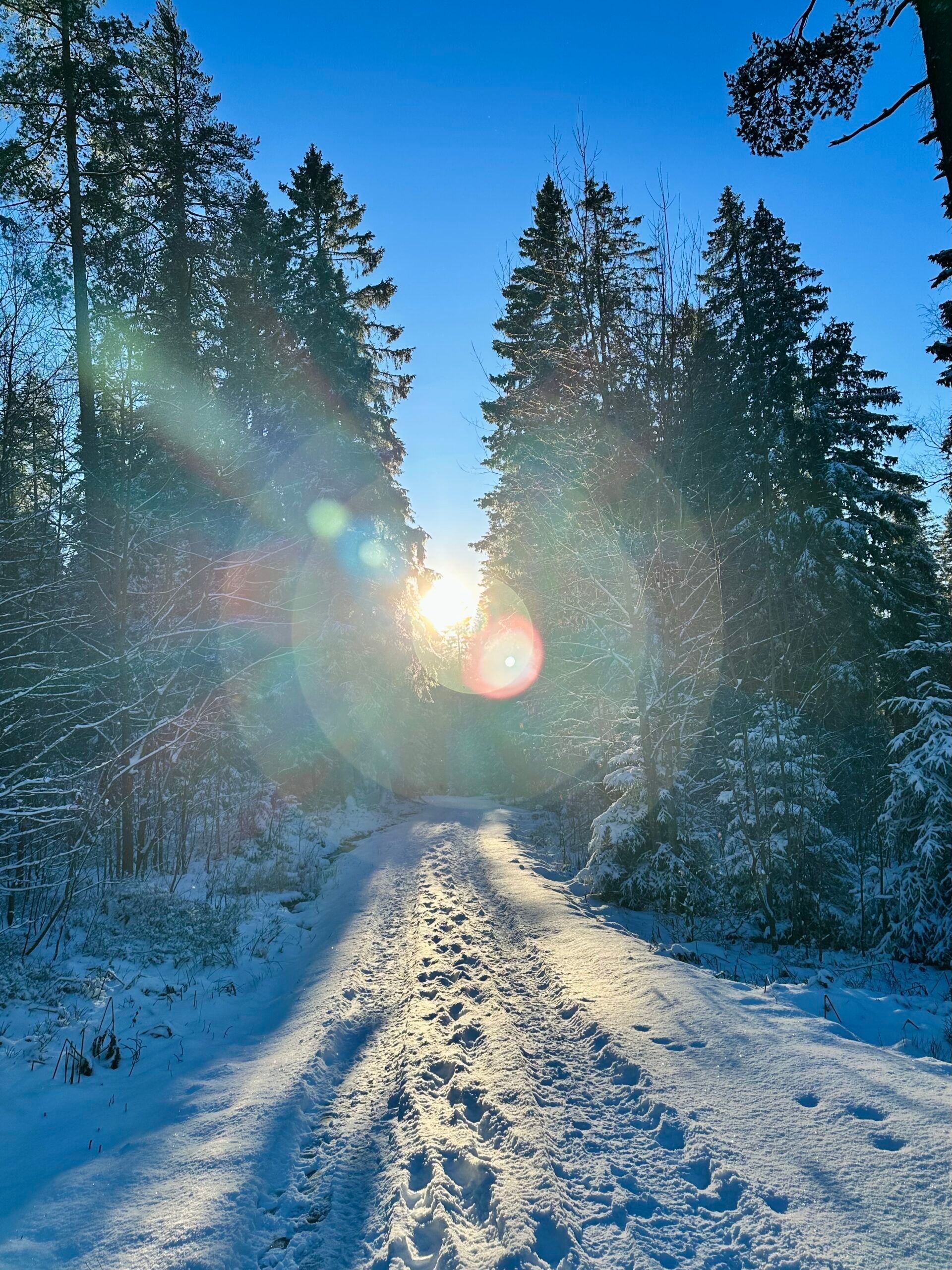 direct sunlight peeking through trees