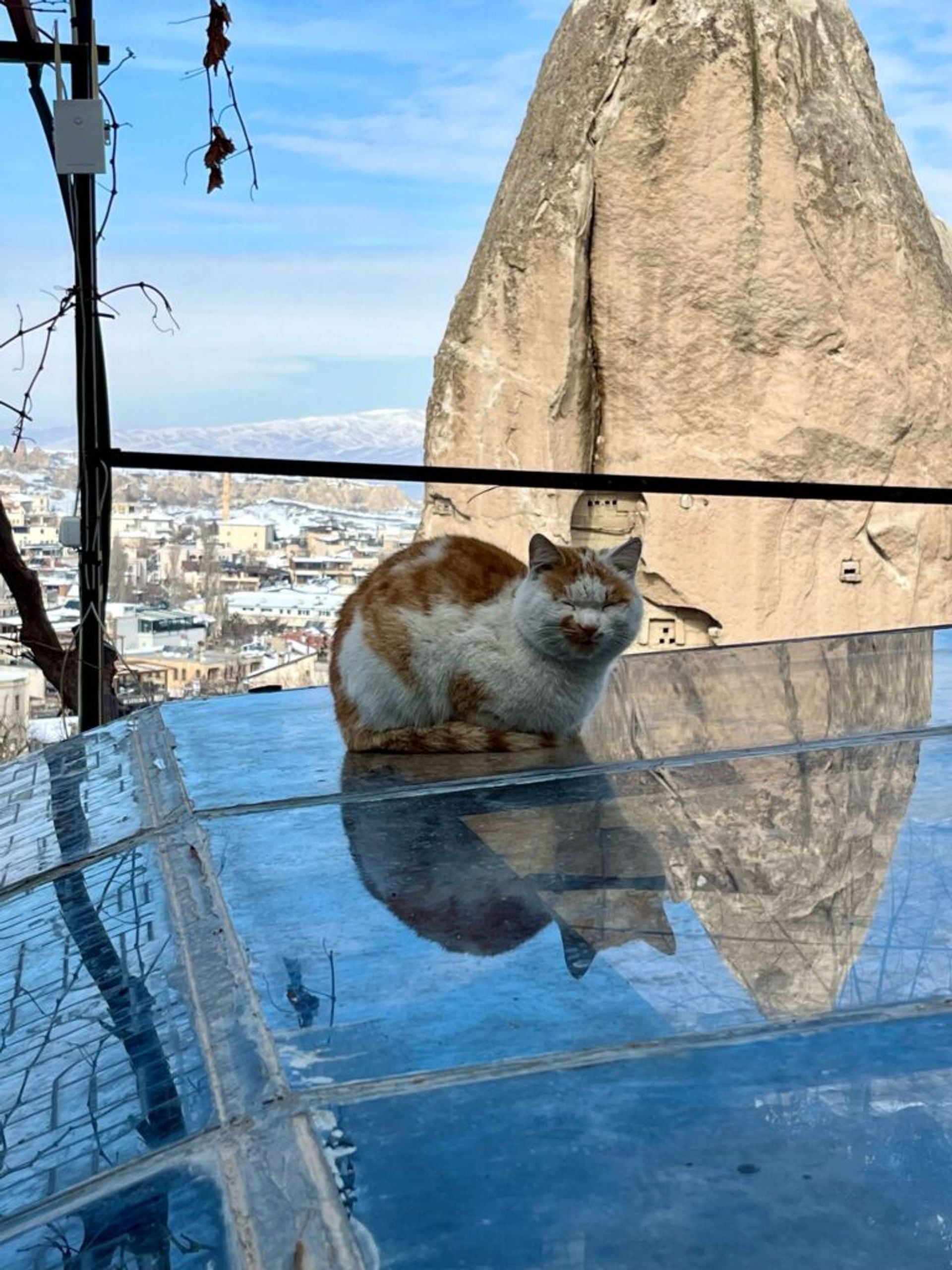 A cat in Turkey.