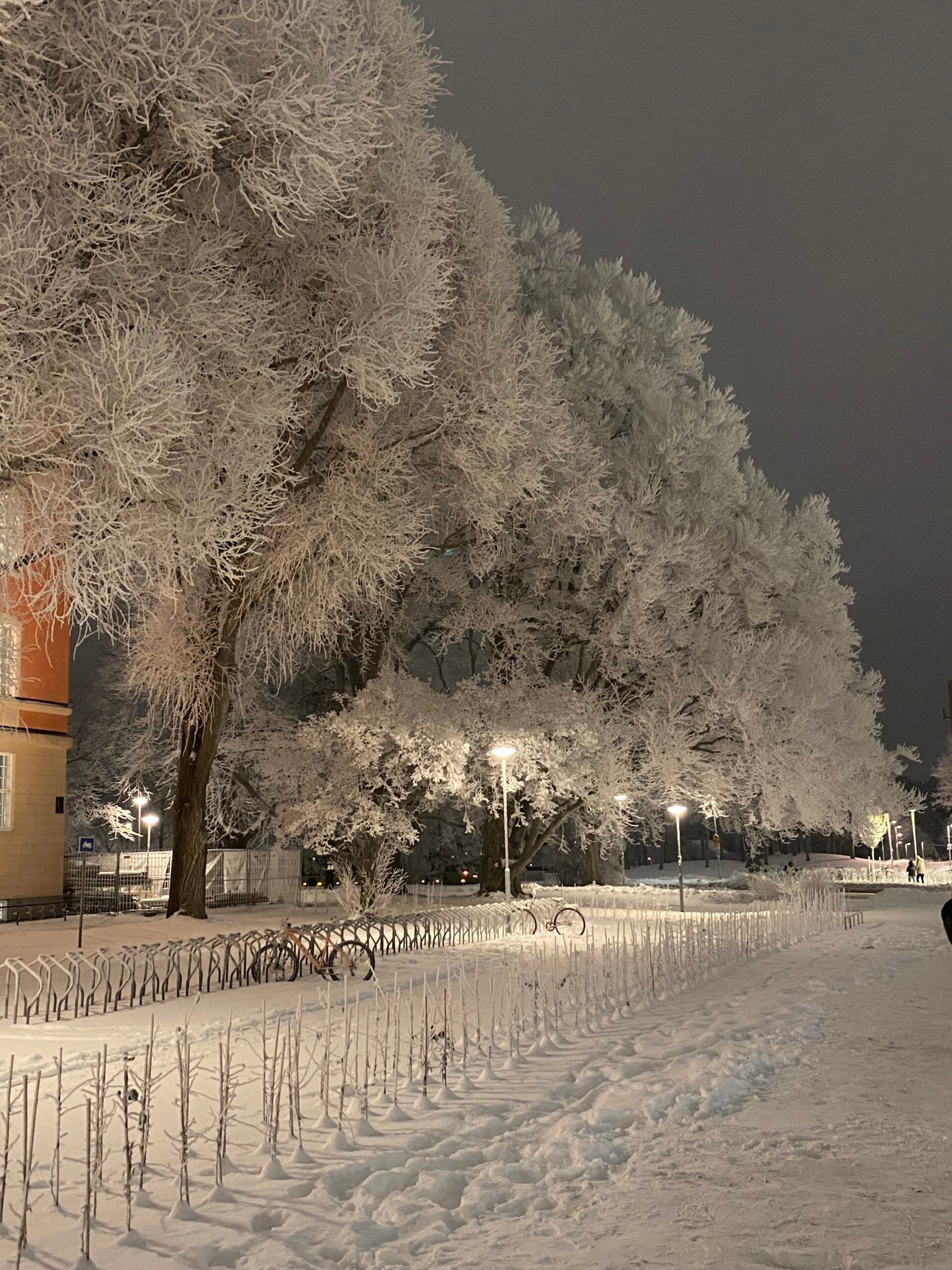 snow covered trees