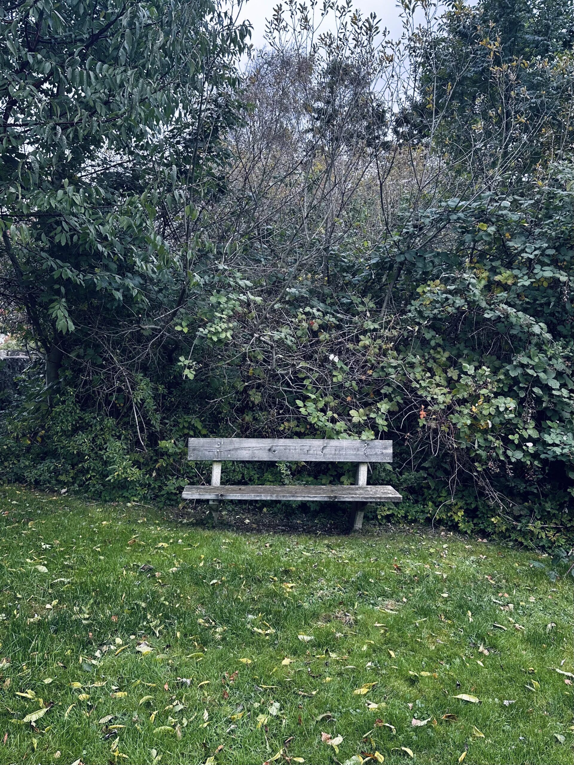 A bench in the middle of a park