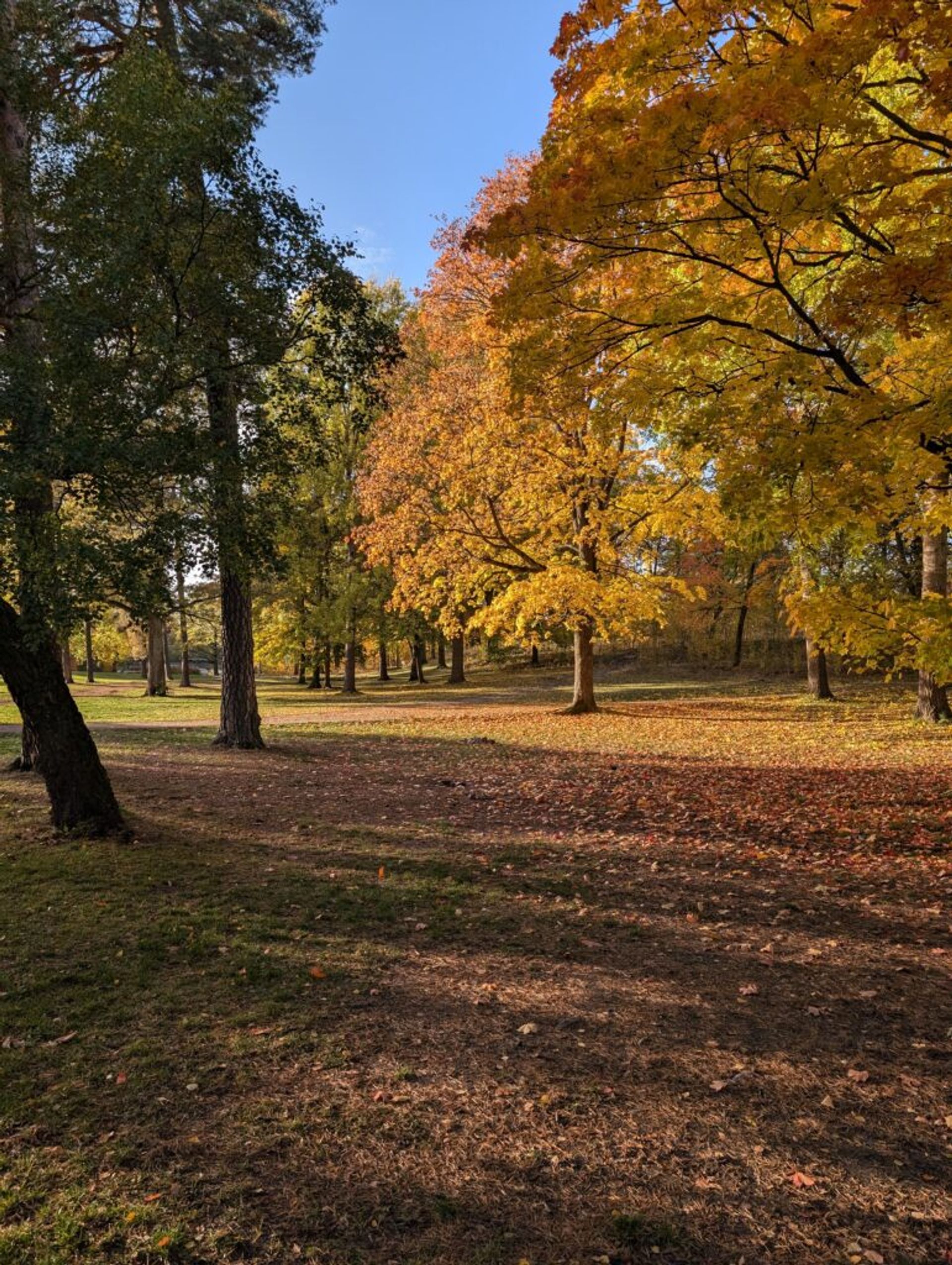 A picture looking into a grove of trees of different shades of orange in the fall. Some leaves are on the ground and many leaves are still in the trees. 