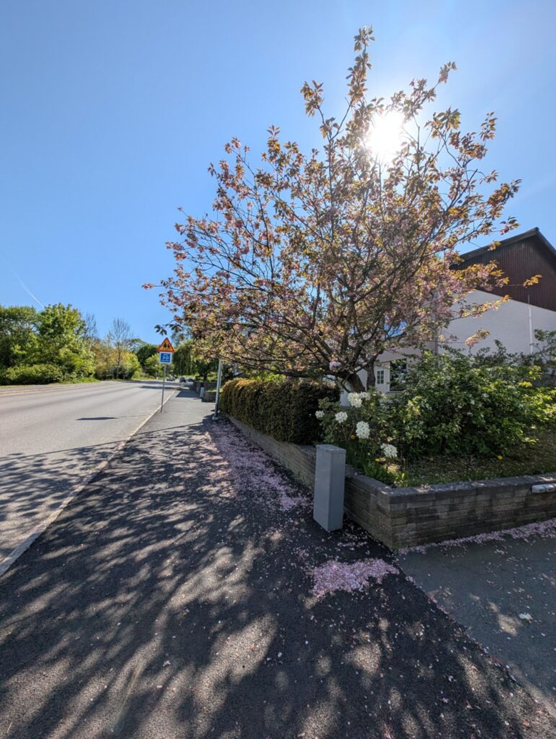 A picture of a tree with pink flowers in somebody's front yard. The flowers are falling down onto the sidewalk from which the picture is taken. The sun is also coming through the leaves of the tree.