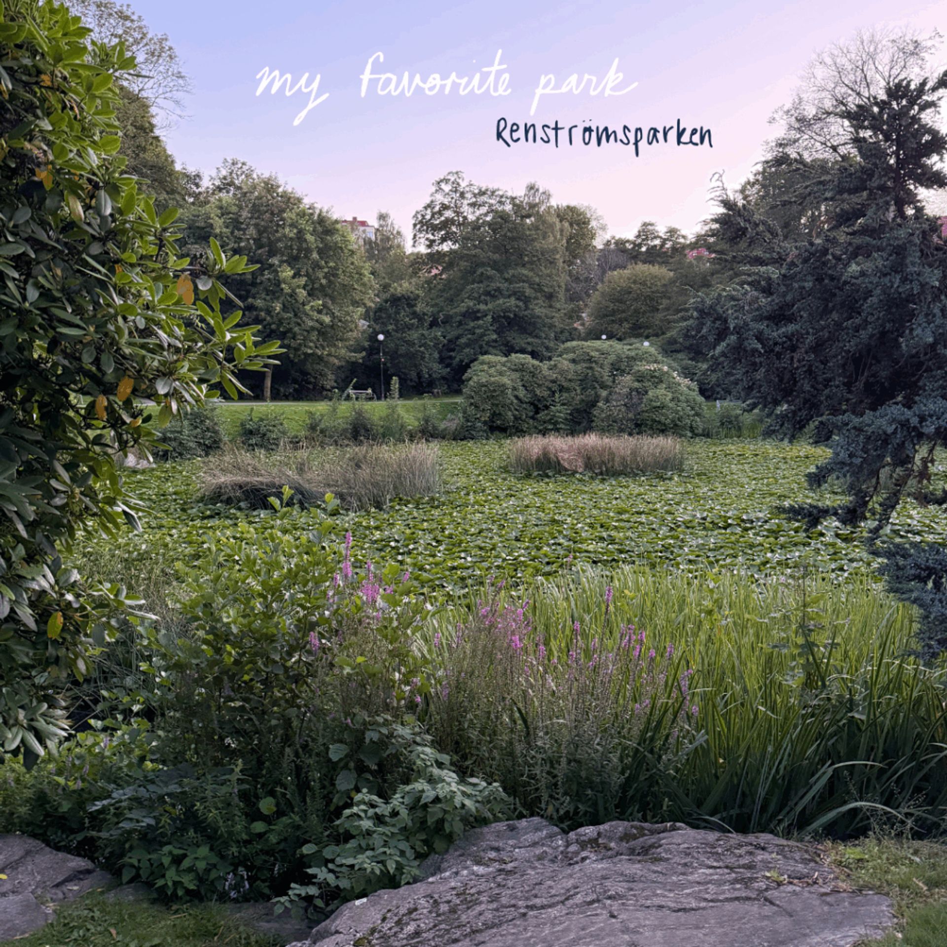 A photo of a sunset at Renströmparken, a pond with green plants. Handwritten text reads "my favorite park. Renströmsparken"