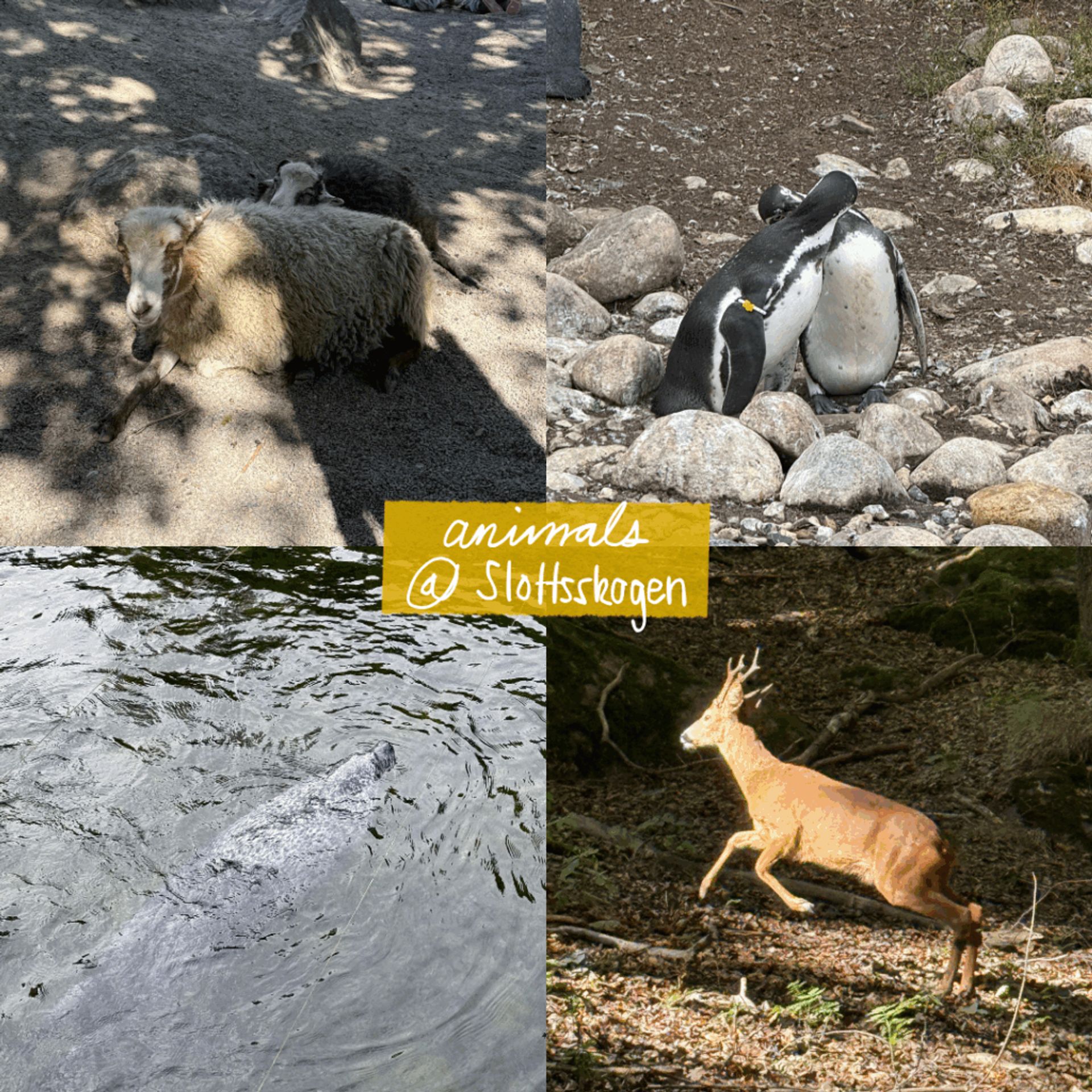 Four photos of animals at Slottskogen. Goats, penguins, a seal, and a deer.