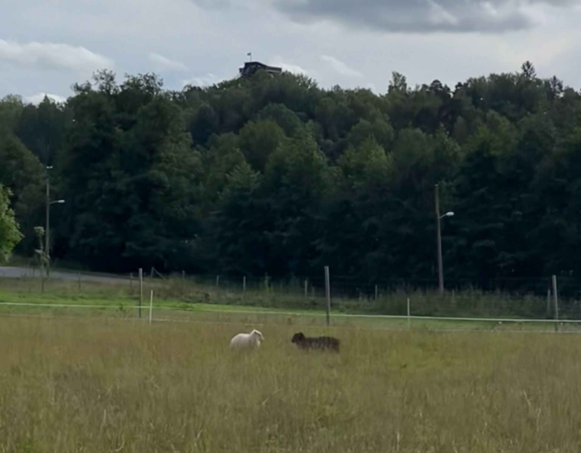 Two sheep, one white, on black, are facing each other in the fenced meadow near Campus Frescati.