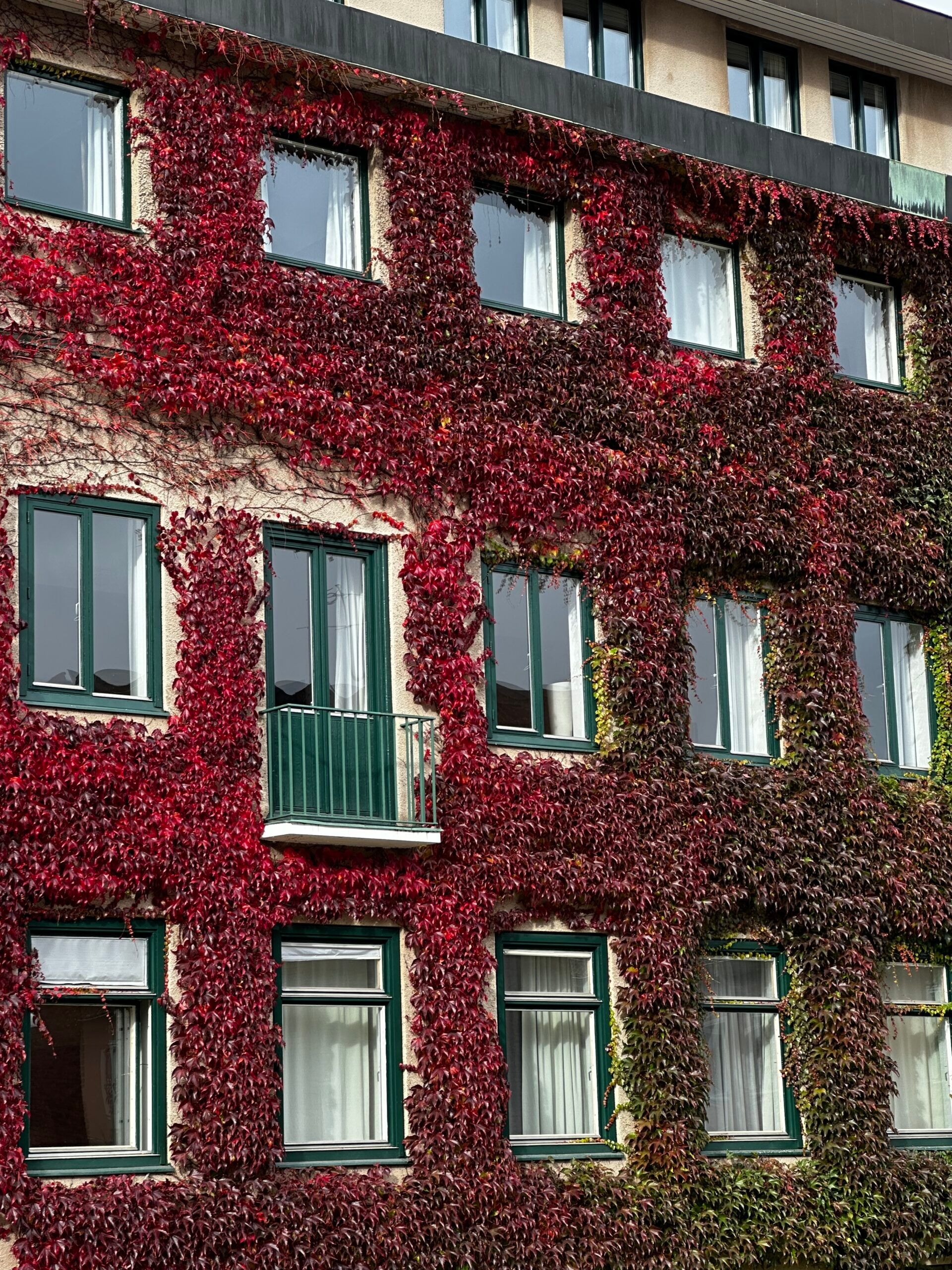 A building covered in red vines