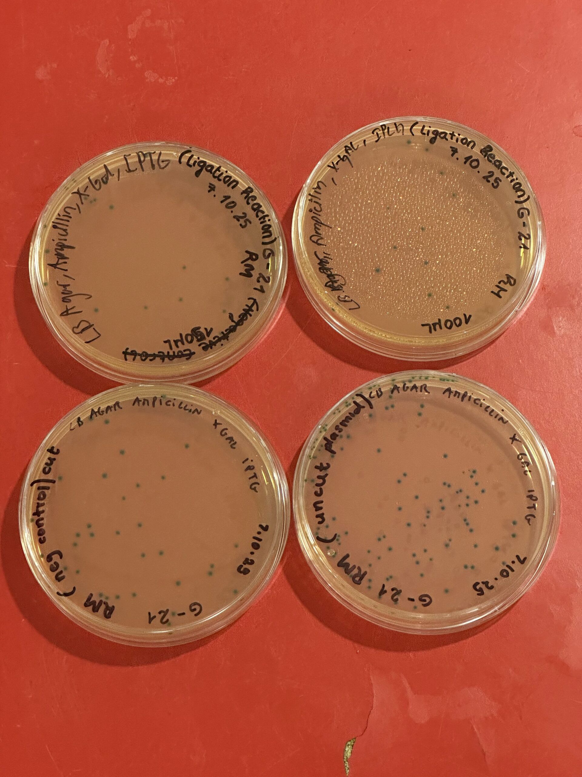 Four Petri dishes containing bacterial colonies