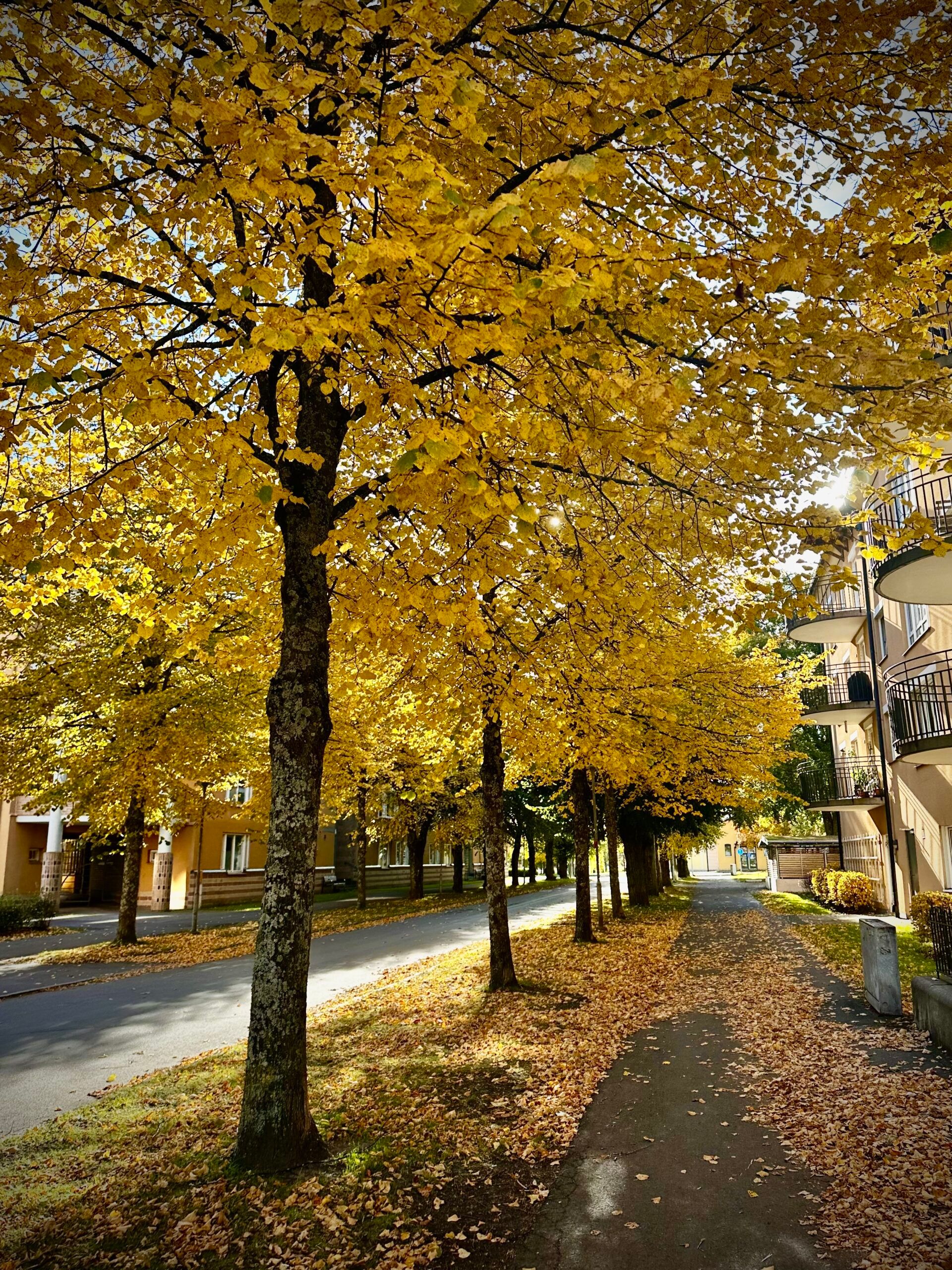 Autumn trees