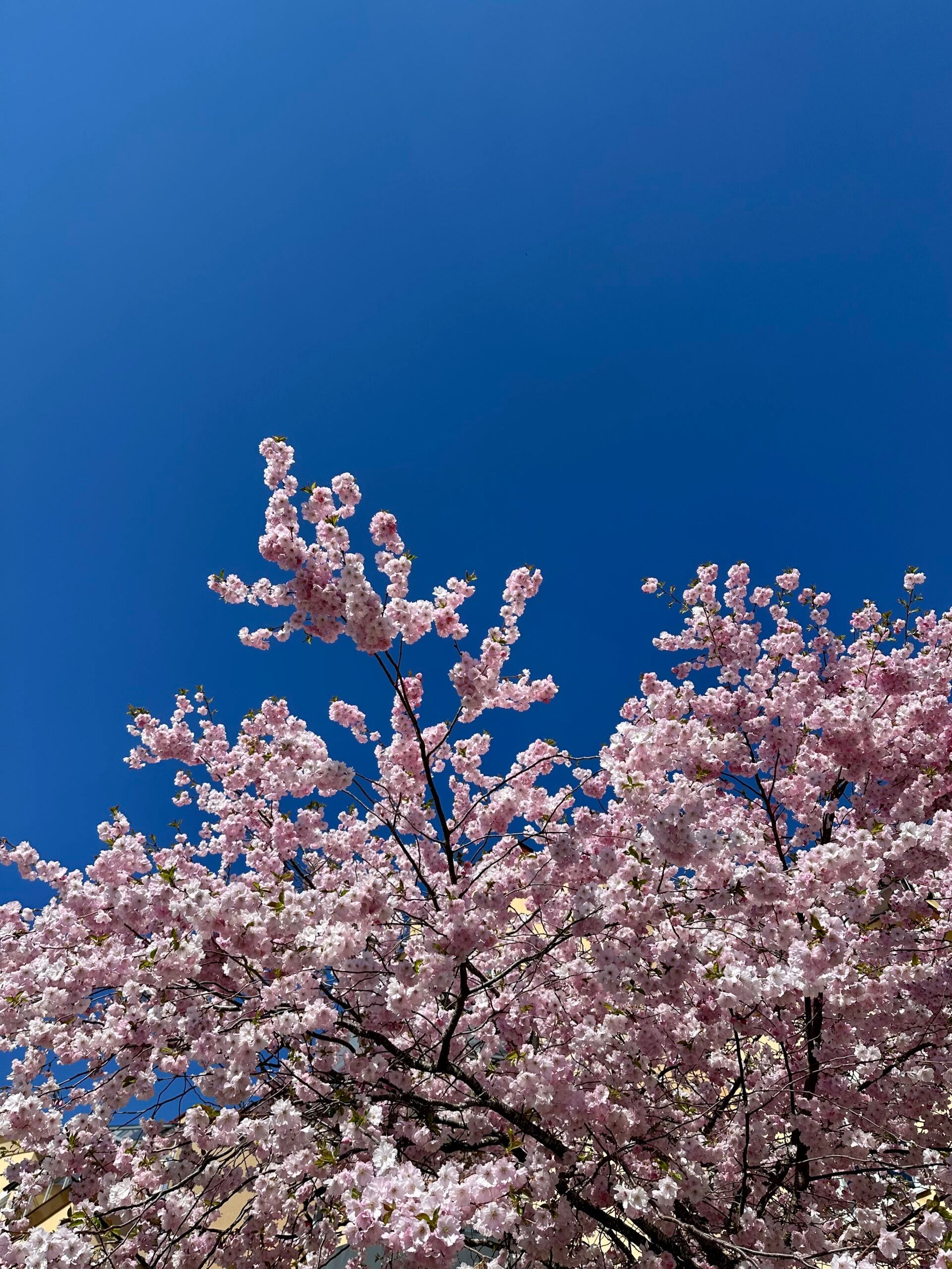 Spring flowers