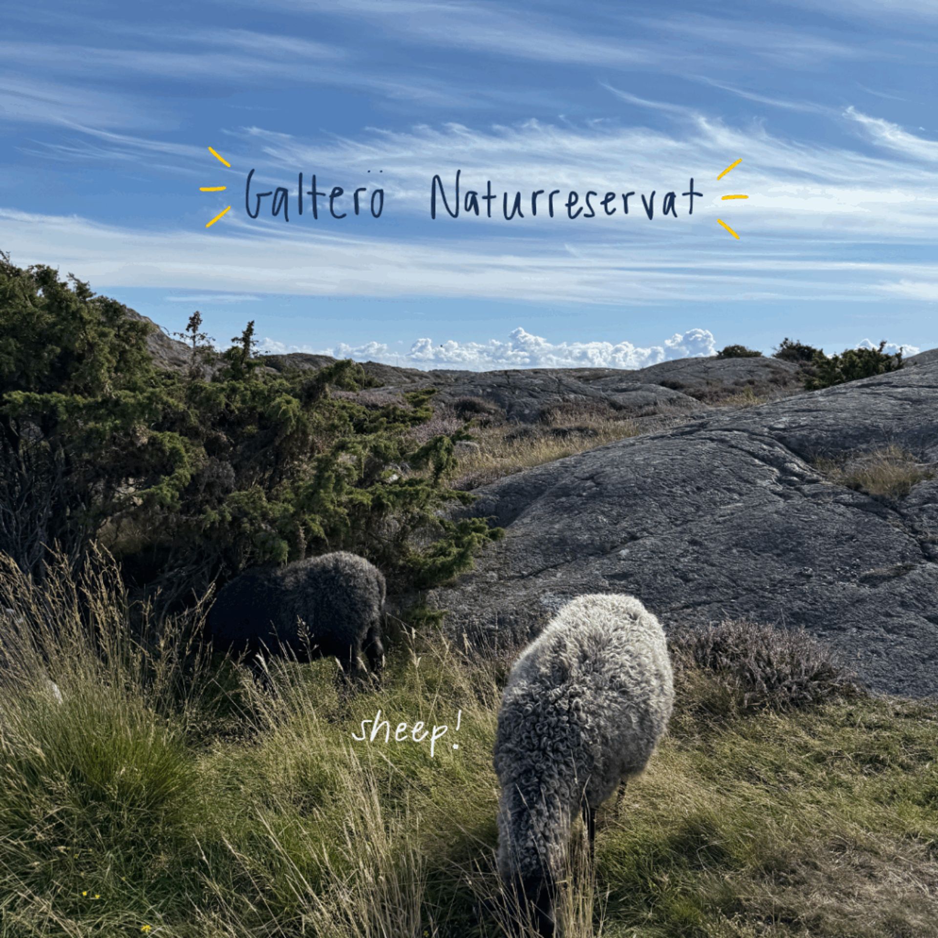 A photo of Galterö Nature Reserve with rocks, grass, and two sheep. Handwritten text reads "Galterö Naturreservat" and "sheep!"