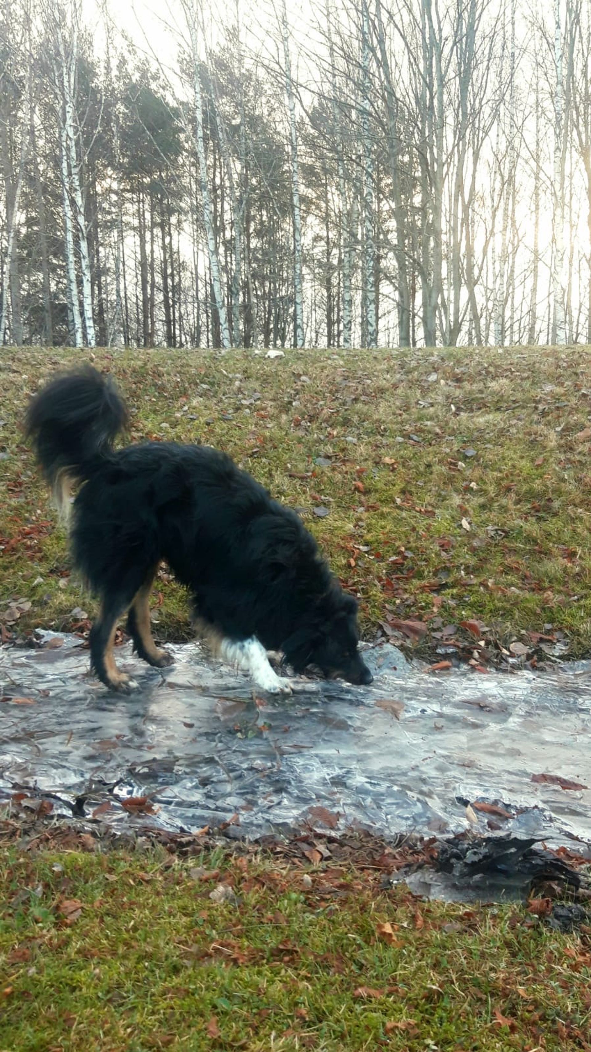 A dog with black colored fur drinking water from a stream