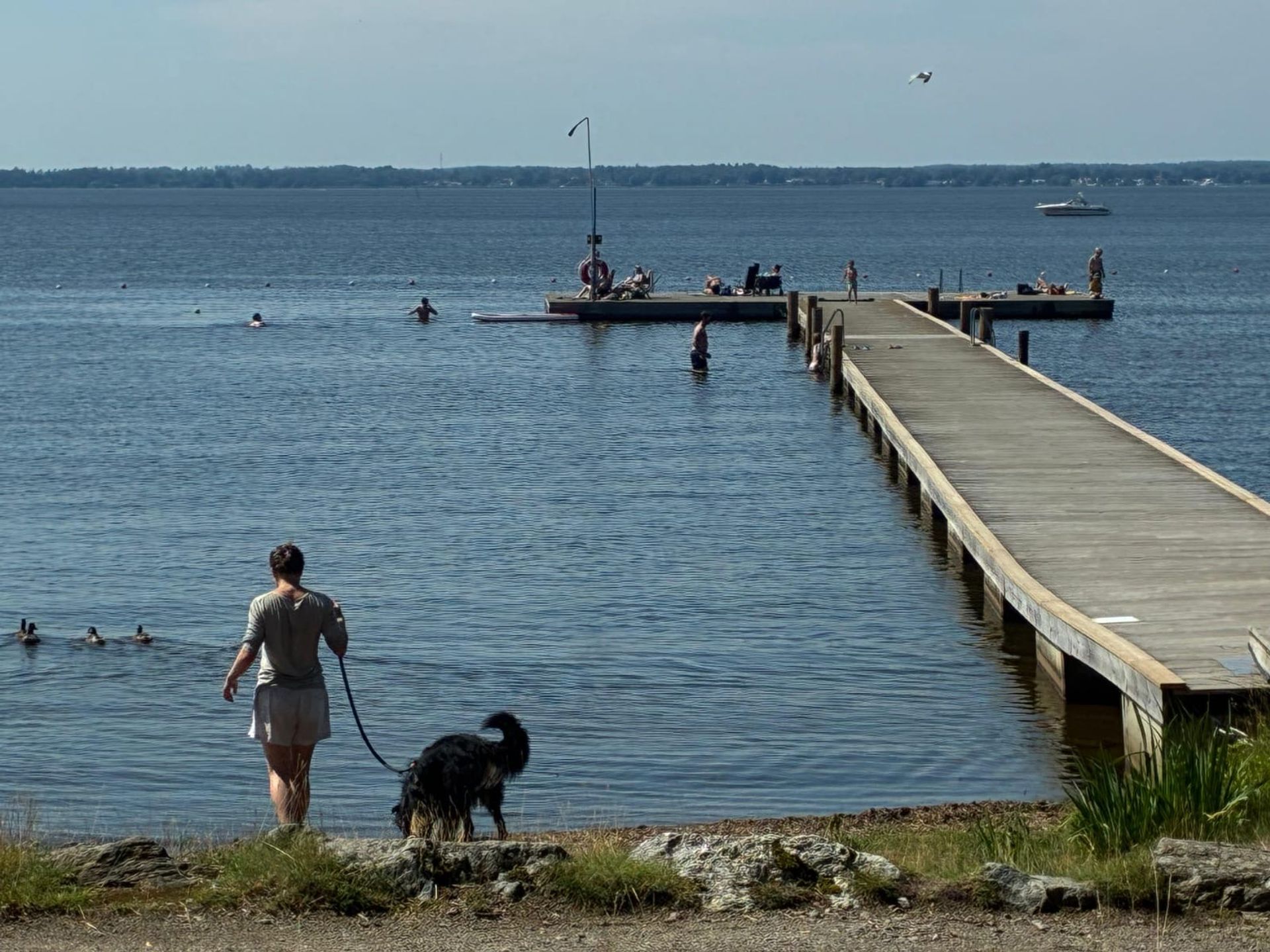 A girl with her pet dog, facing a lake with a pier