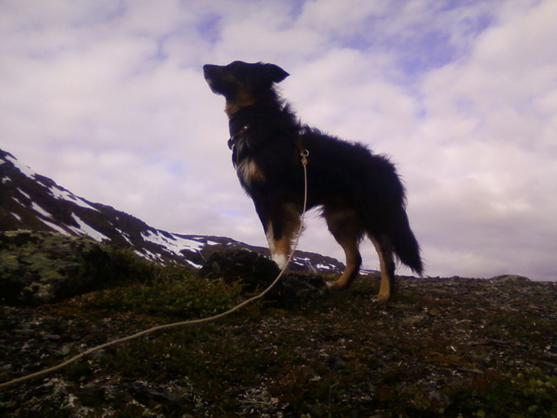 A dog with black fur facing left with the sunset behind them