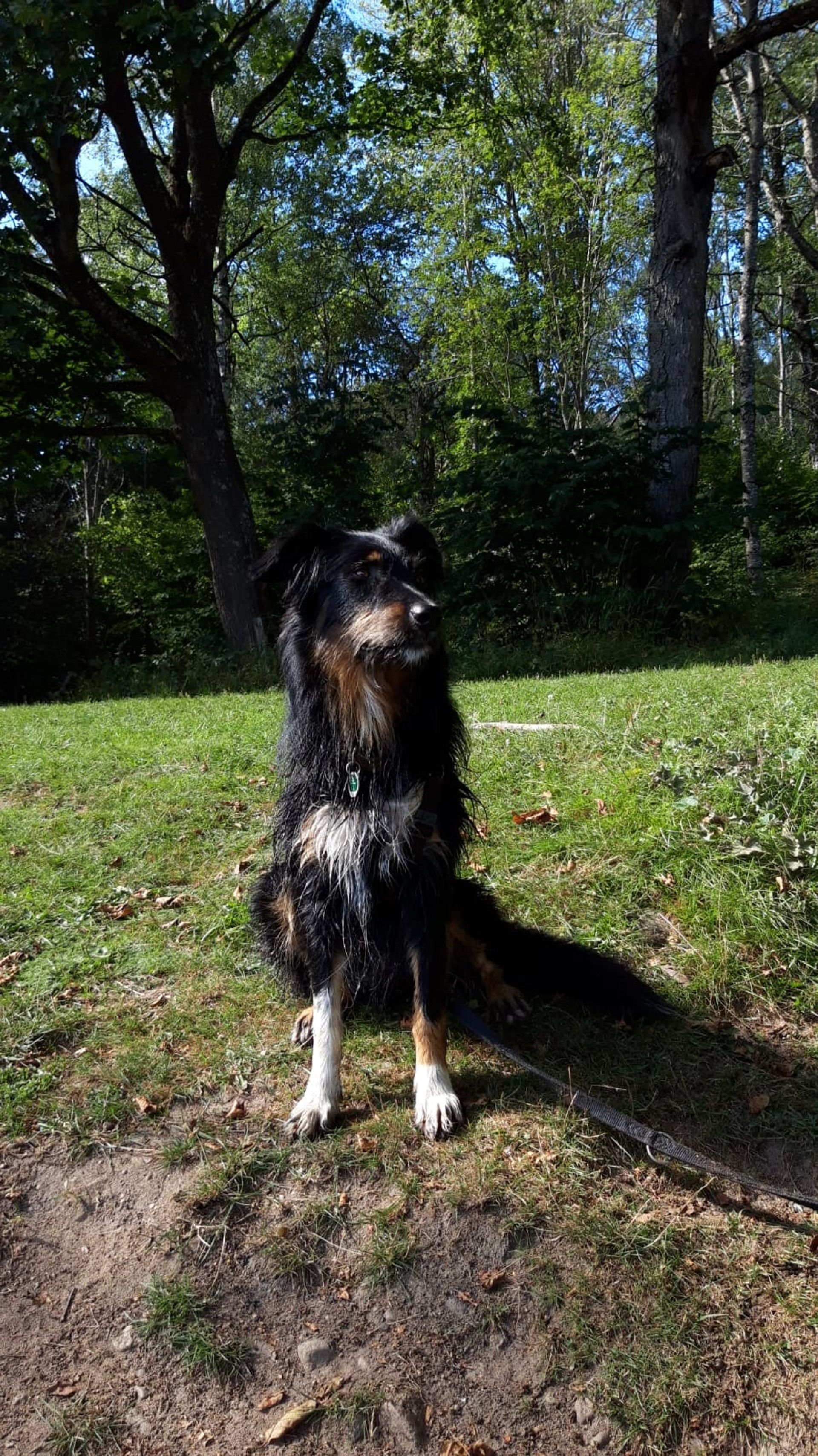 A dog with black fur sitting outside on the grass