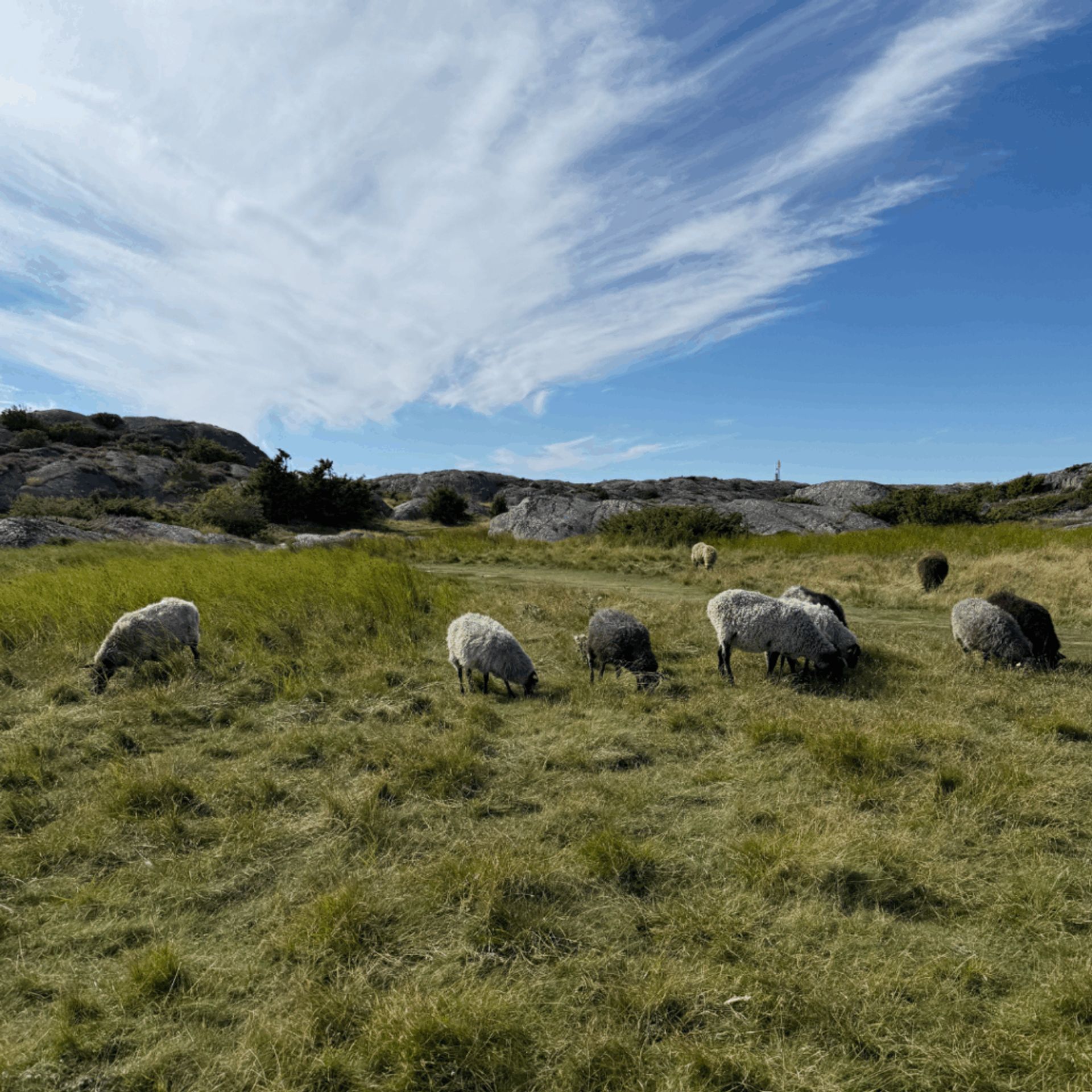 Wild sheep in a pasture at Galtero nature preserve