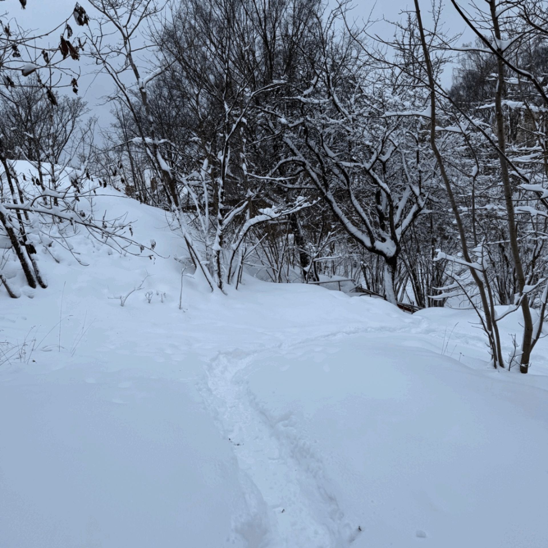 A photo of snow covered trees and ground, with a thin path cutting through the middle. Taken on my walk to class. 
